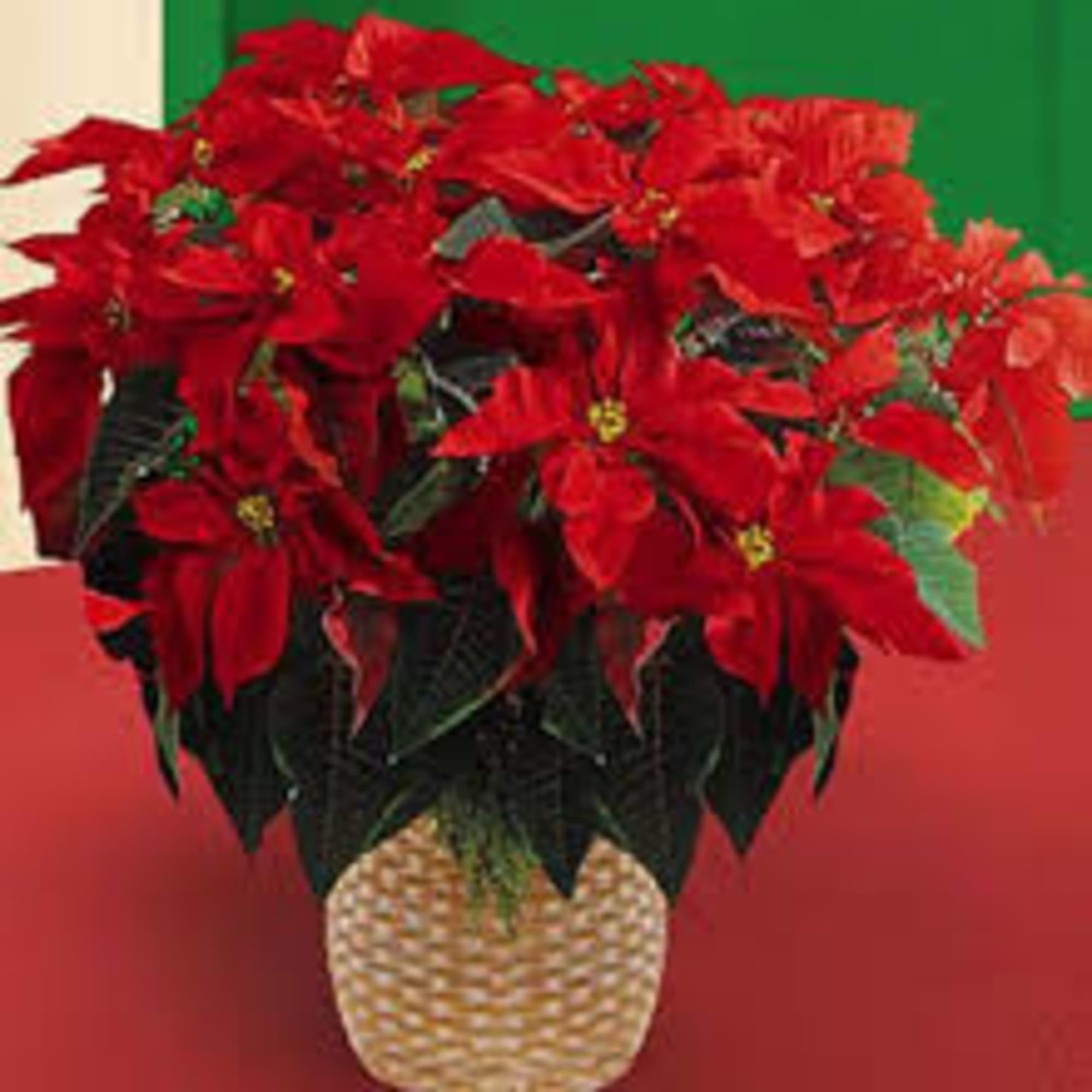Our LARGE RED POINSETTIA PLANT comes in an attractive wicker basket with