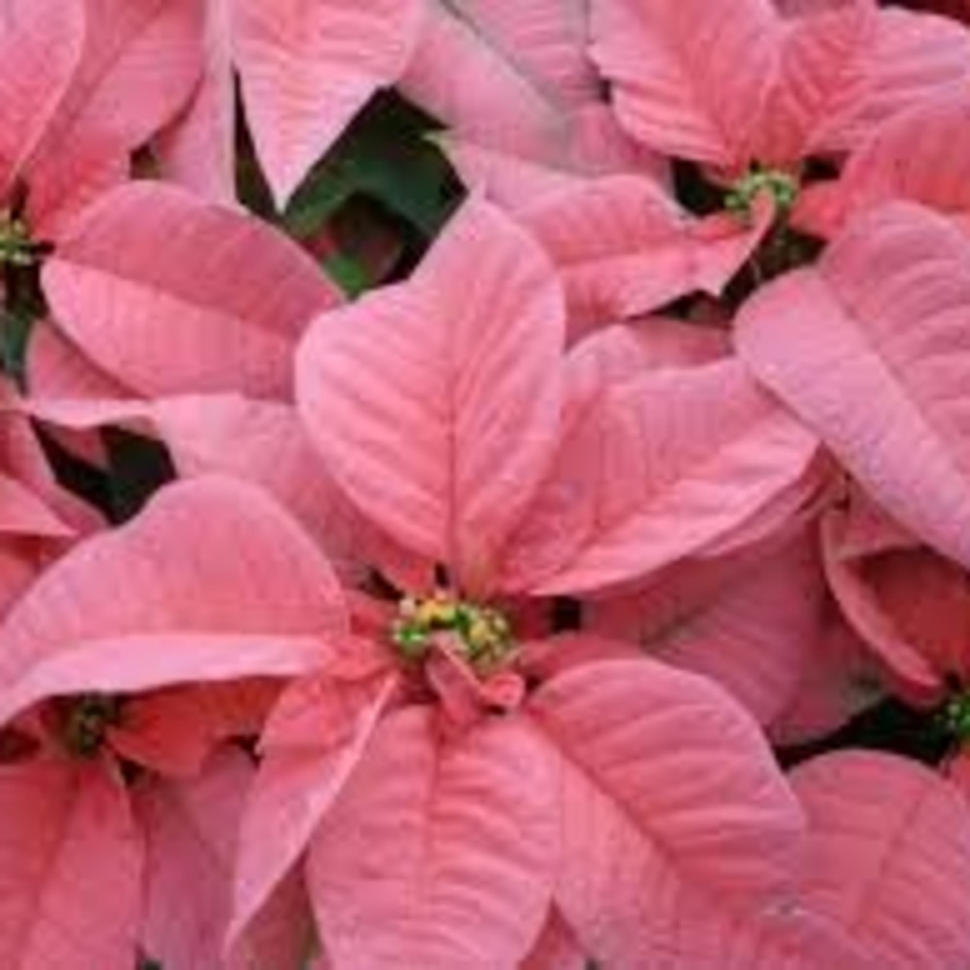 OUR PINK POINSETTIA PLANTS are a very long lasting and colorful expression