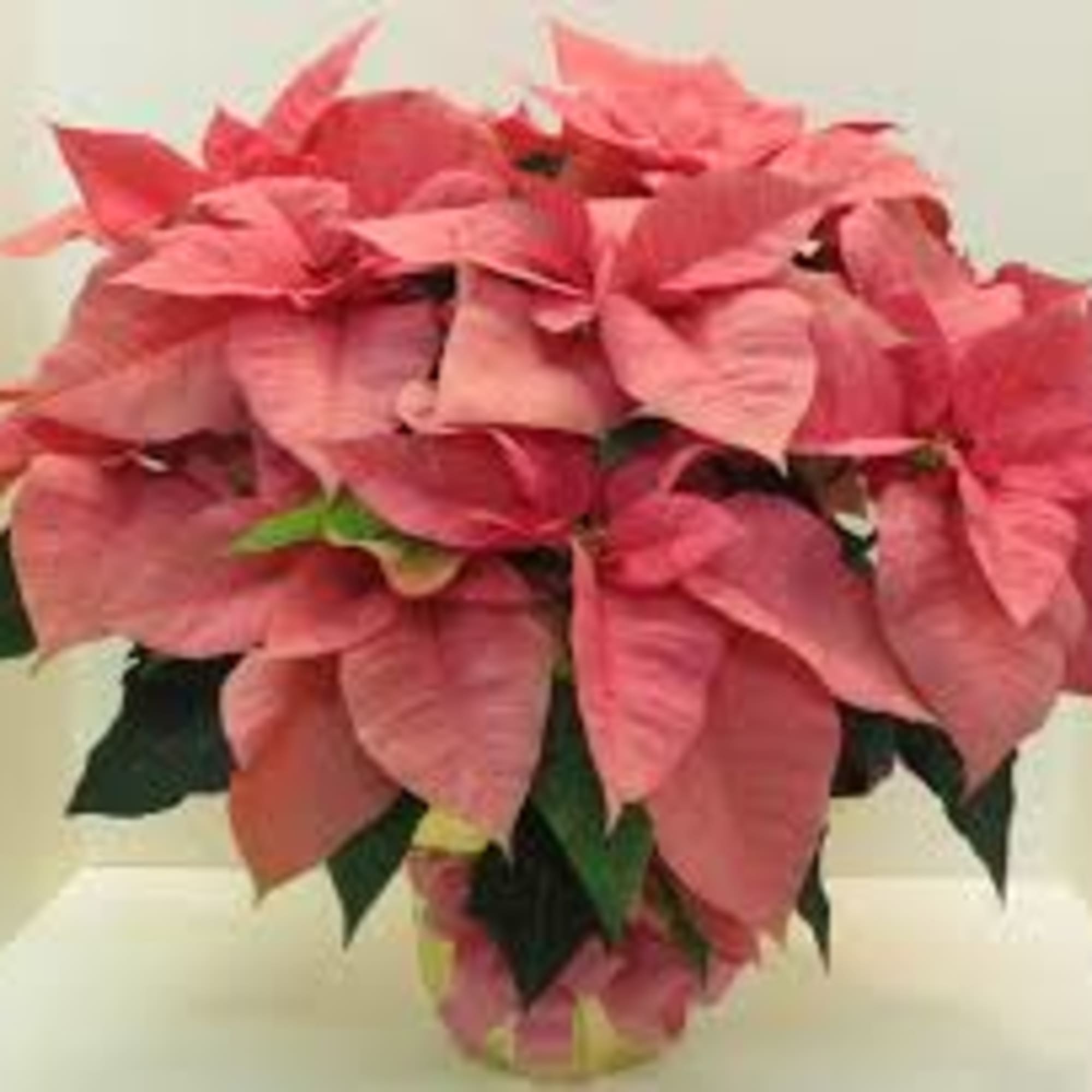 OUR PINK POINSETTIA PLANTS are a very long lasting and colorful expression