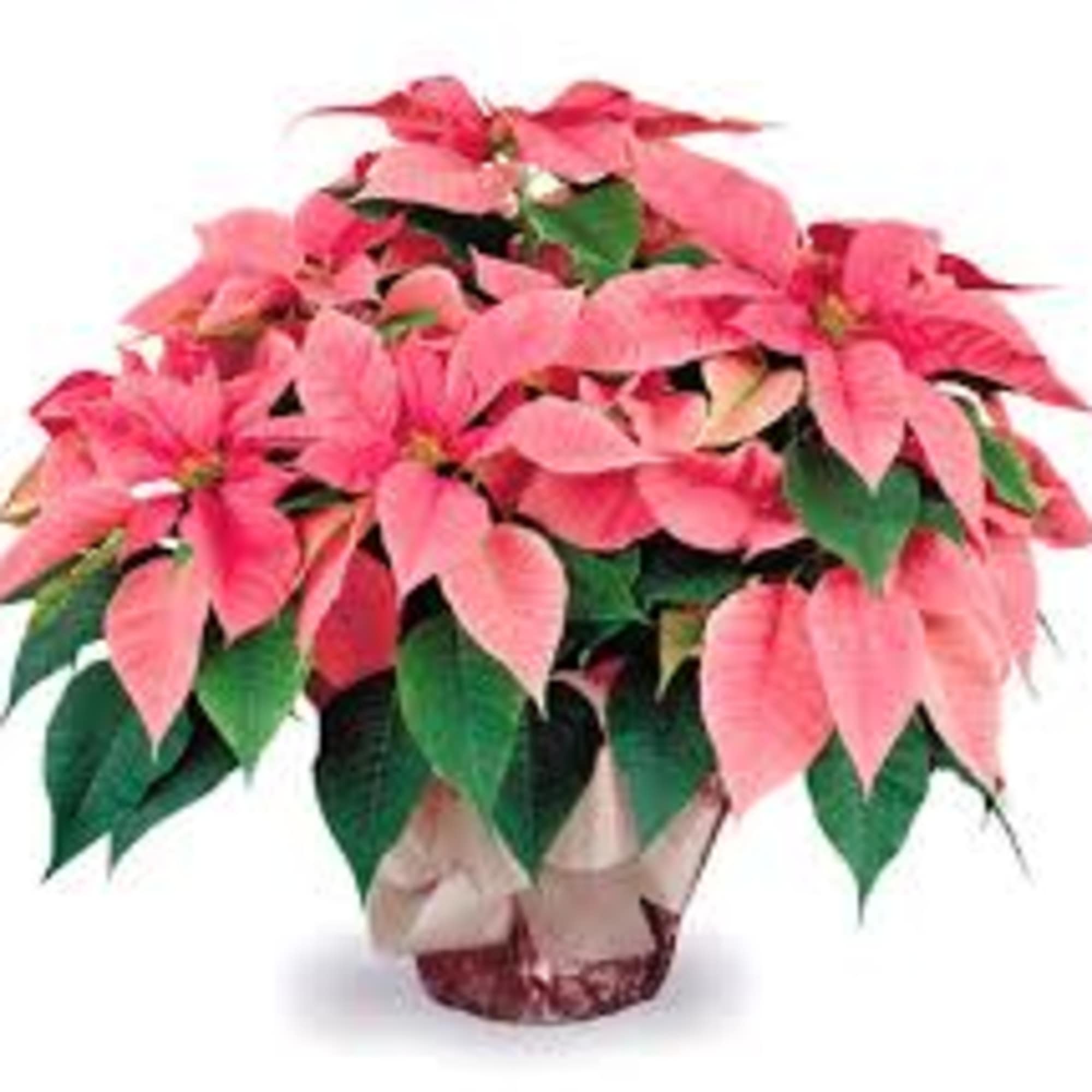 OUR PINK POINSETTIA PLANTS are a very long lasting and colorful expression