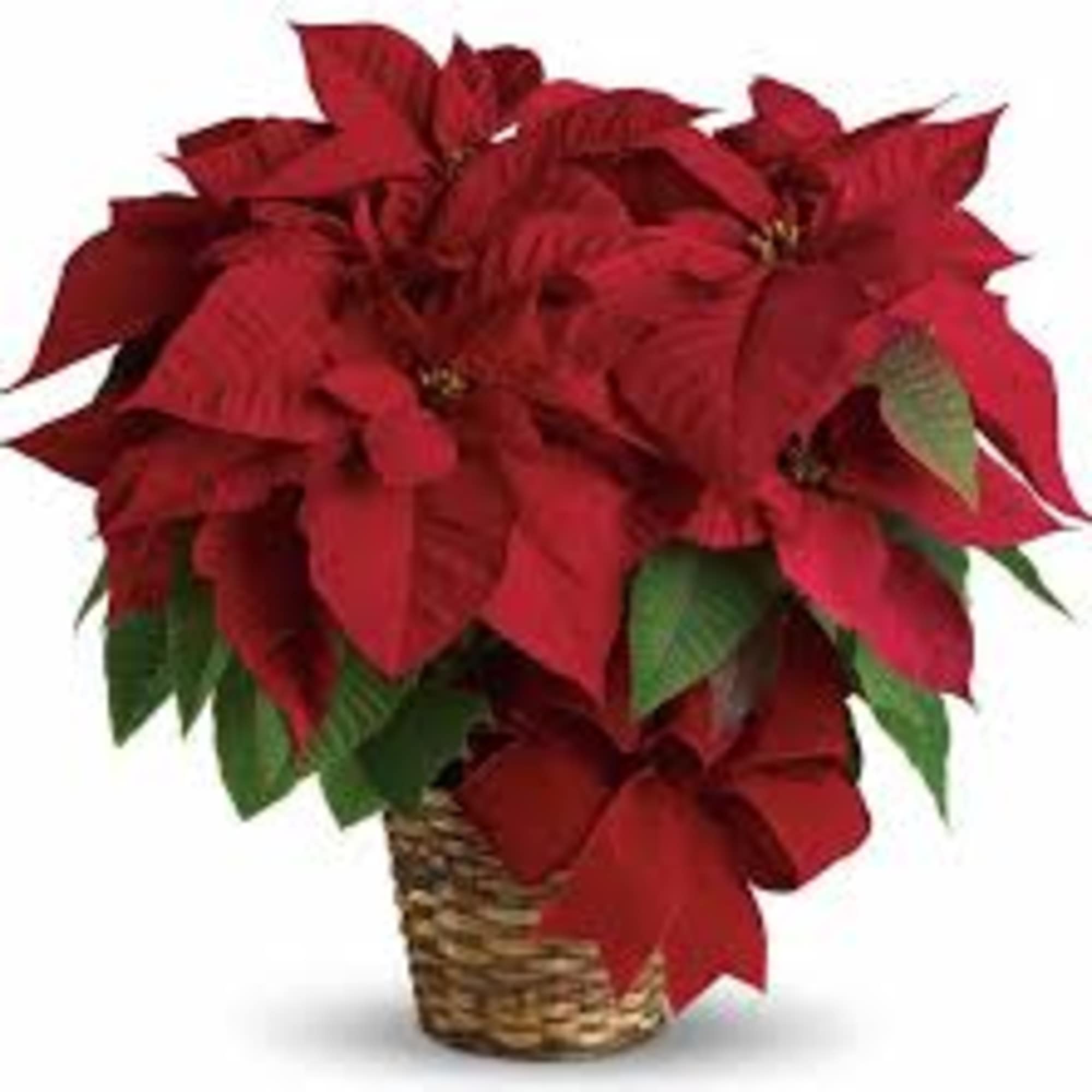 Our RED POINSETTIA PLANT is a very long lasting , and colorful