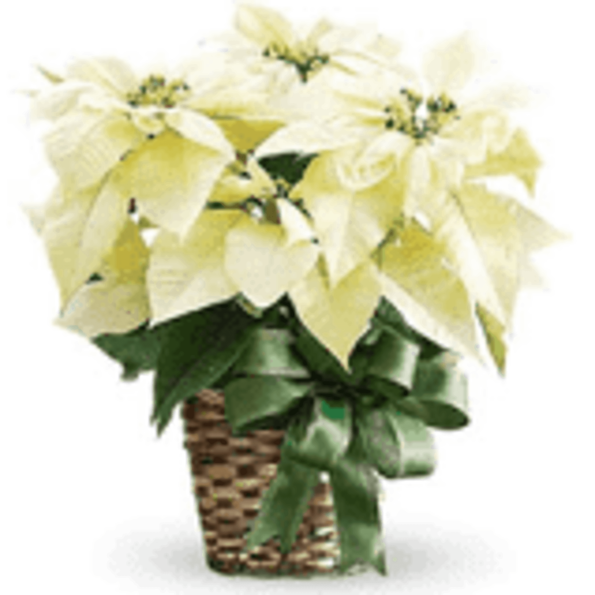 Our WHITE POINSETTIA PLANT comes in an attractive wicker basket with white