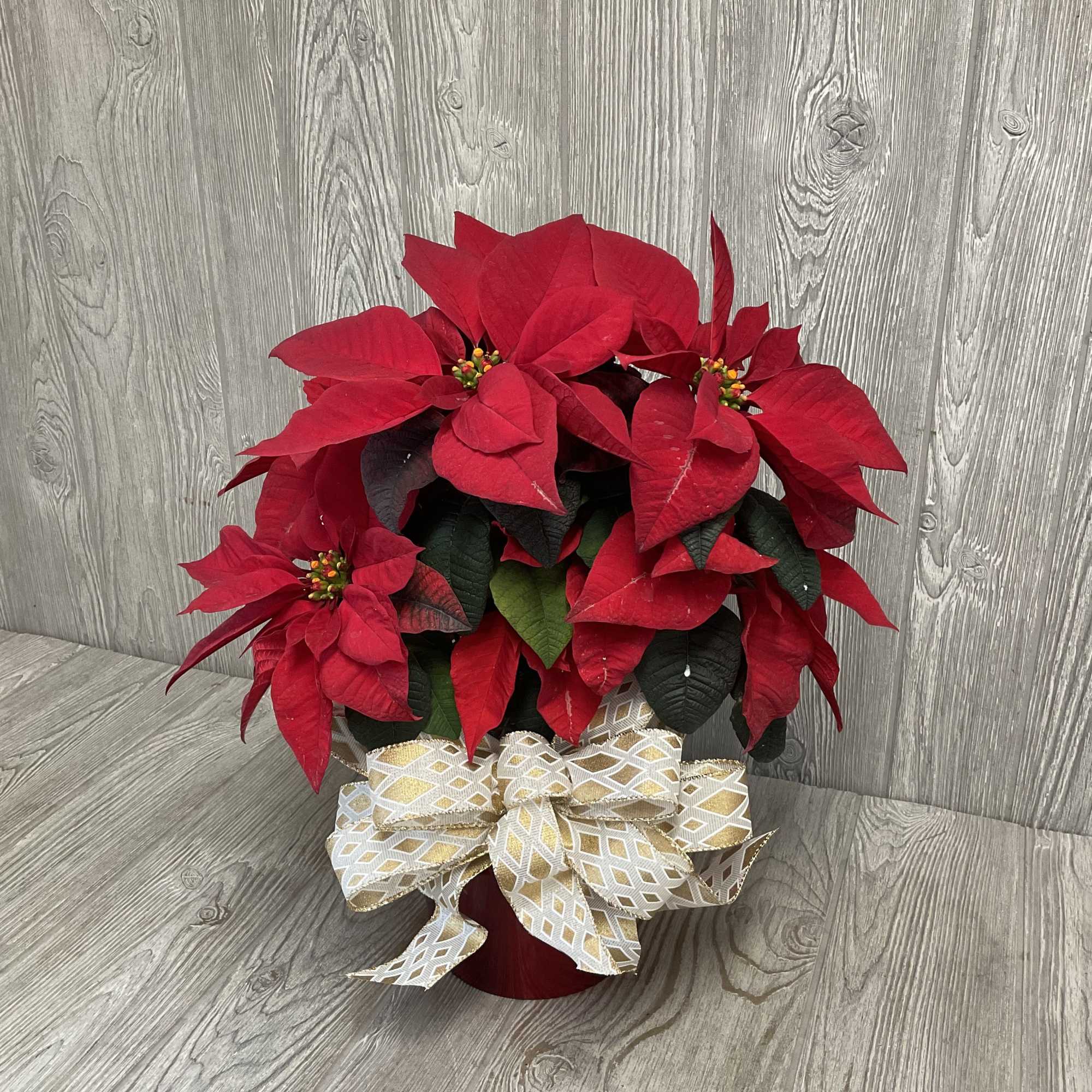 Living poinsettia plant decorated for Christmas. 