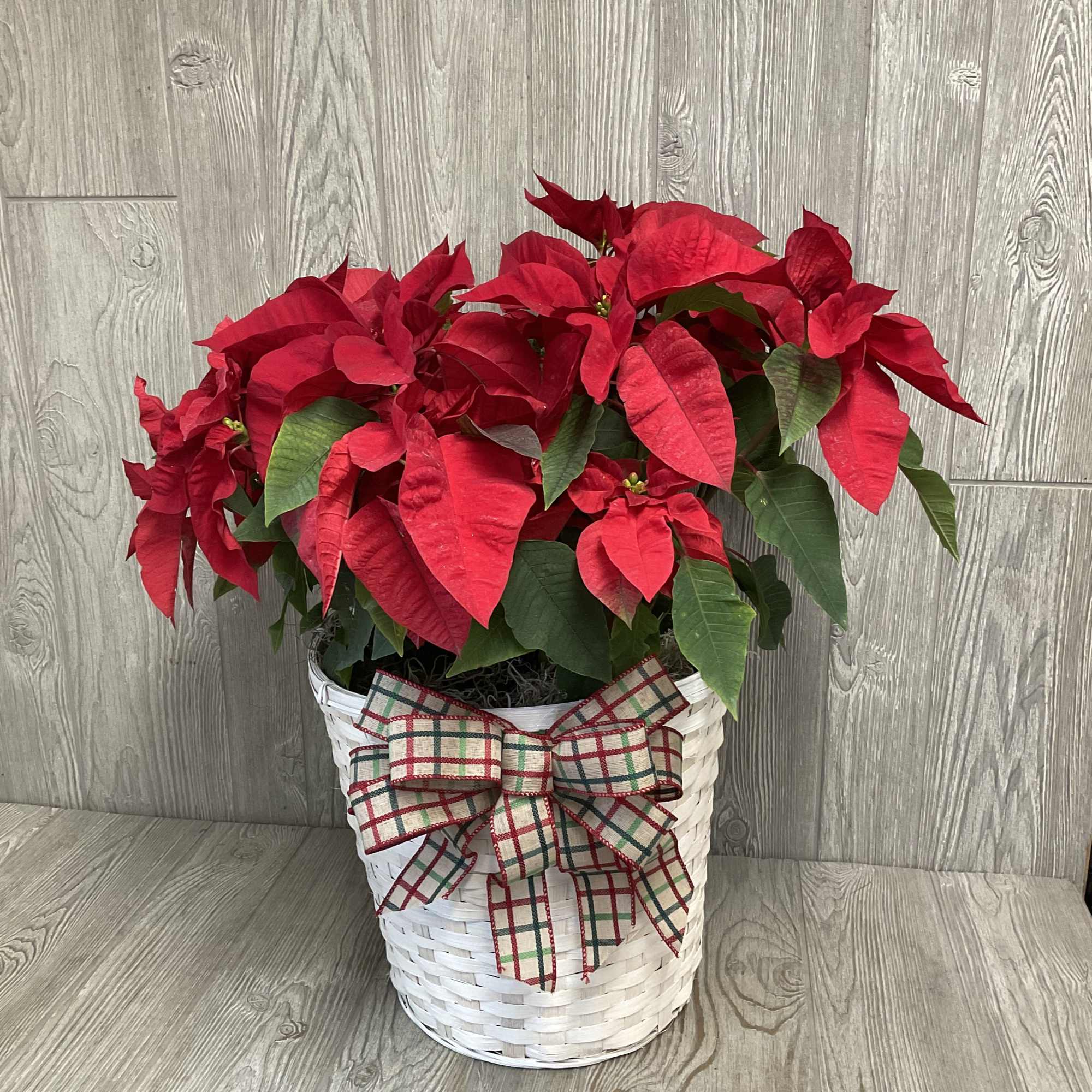 Living poinsettia plant decorated for Christmas. 