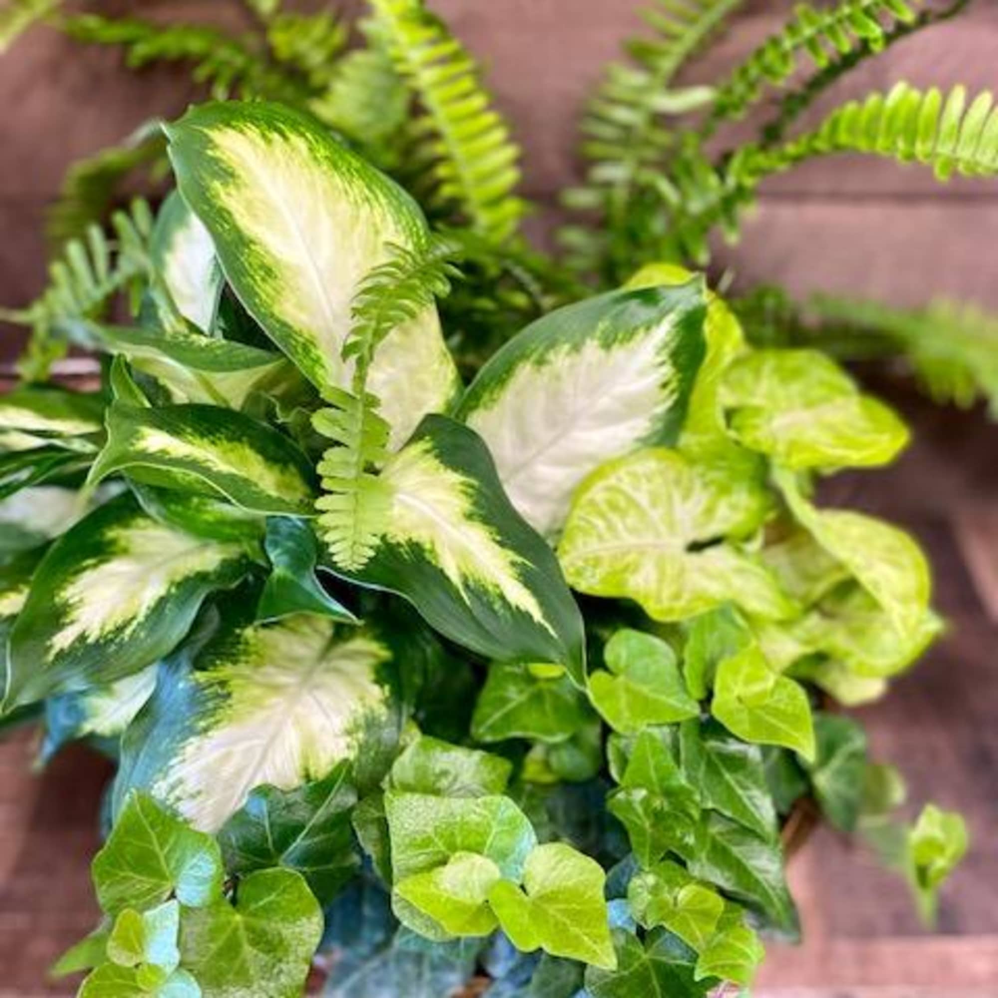 Assortment of green plants