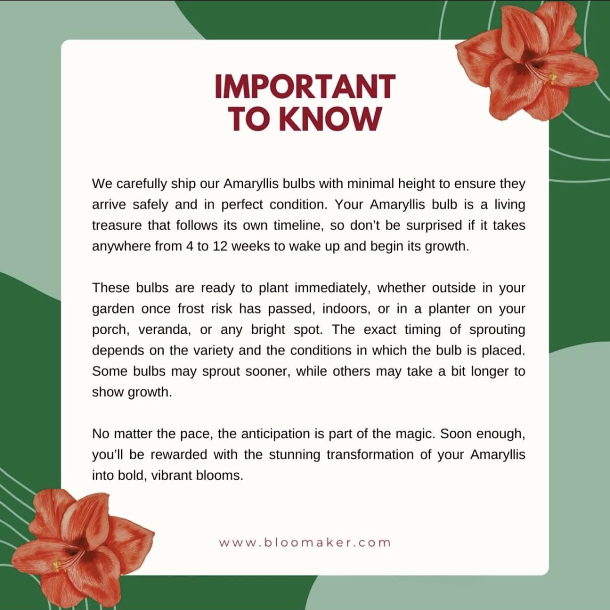 Wax covered Amaryllis bulb.  In time the bulb will bloom with