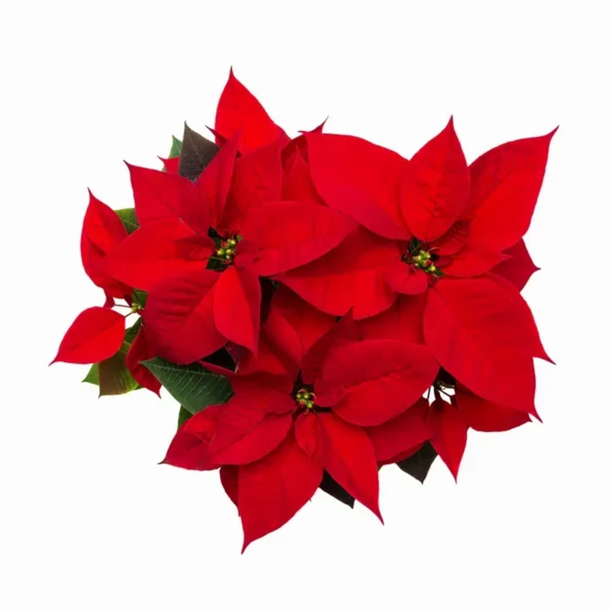 Poinsettias make any home feel ready for the holidays with their classic