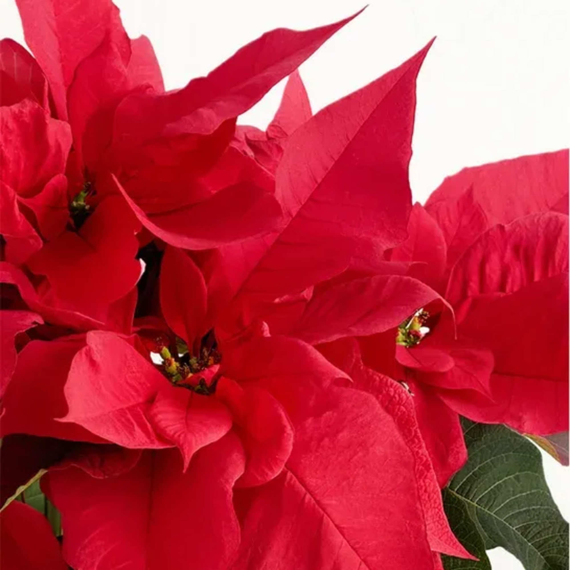 Poinsettias make any home feel ready for the holidays with their classic