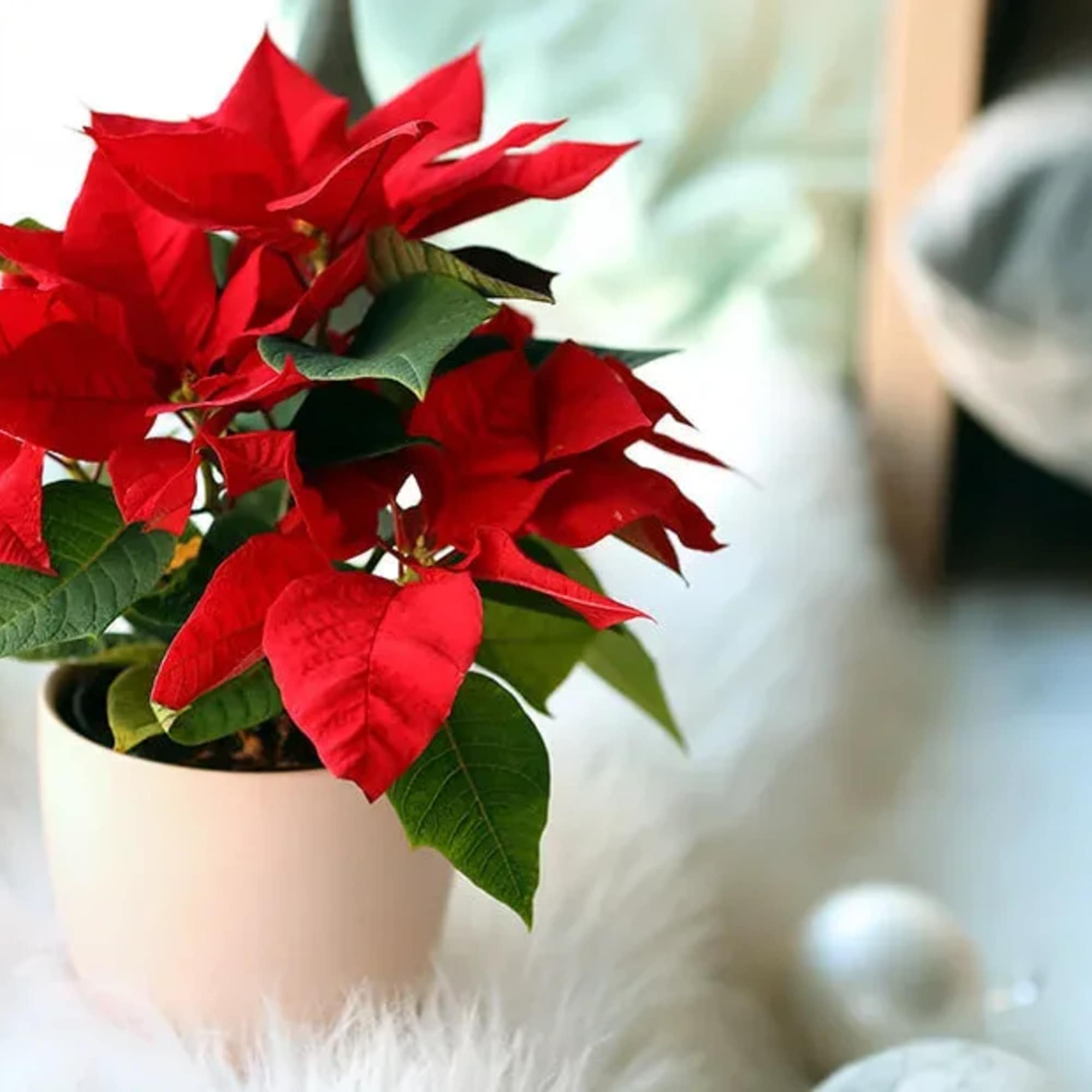 Poinsettias make any home feel ready for the holidays with their classic