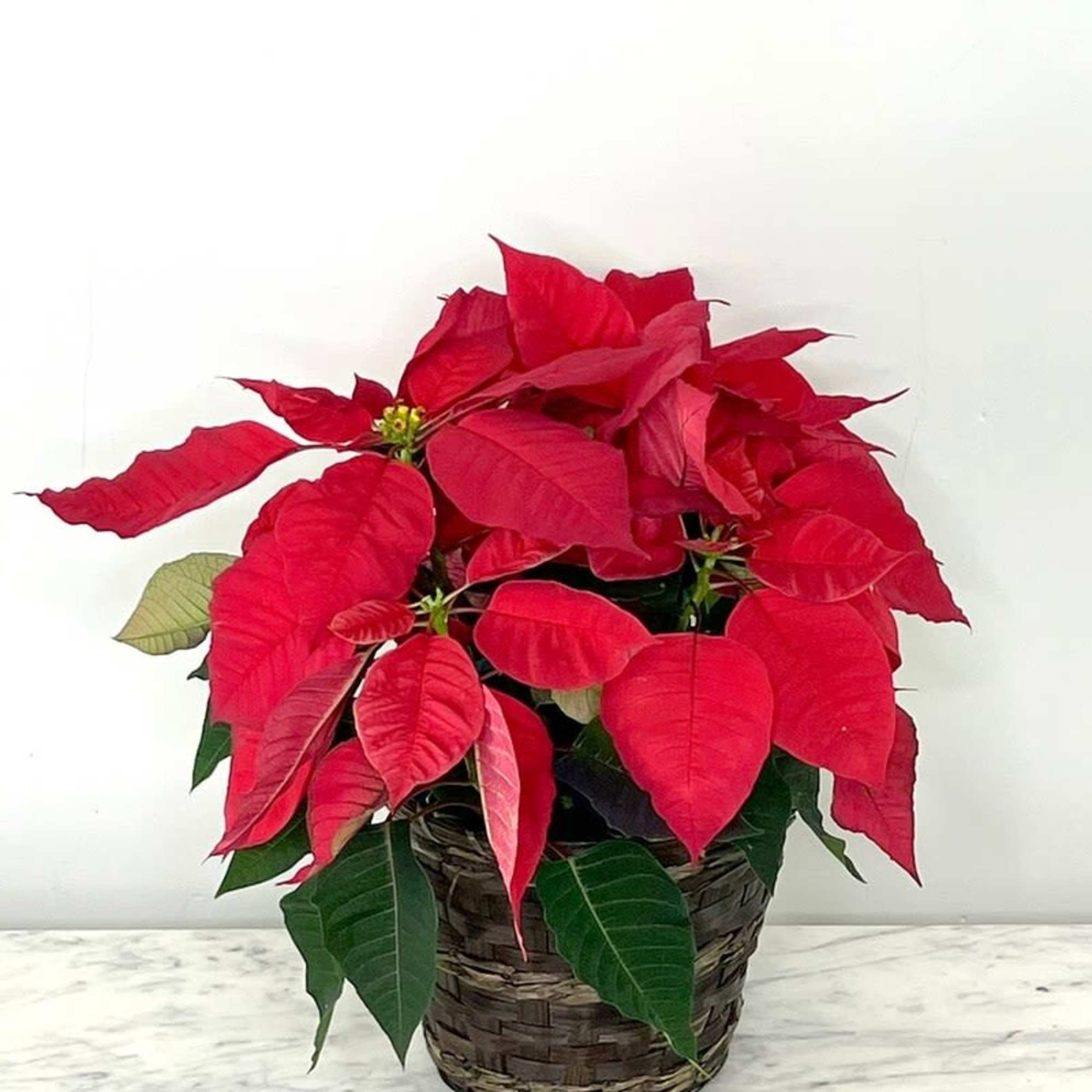 Poinsettias make any home feel ready for the holidays with their classic