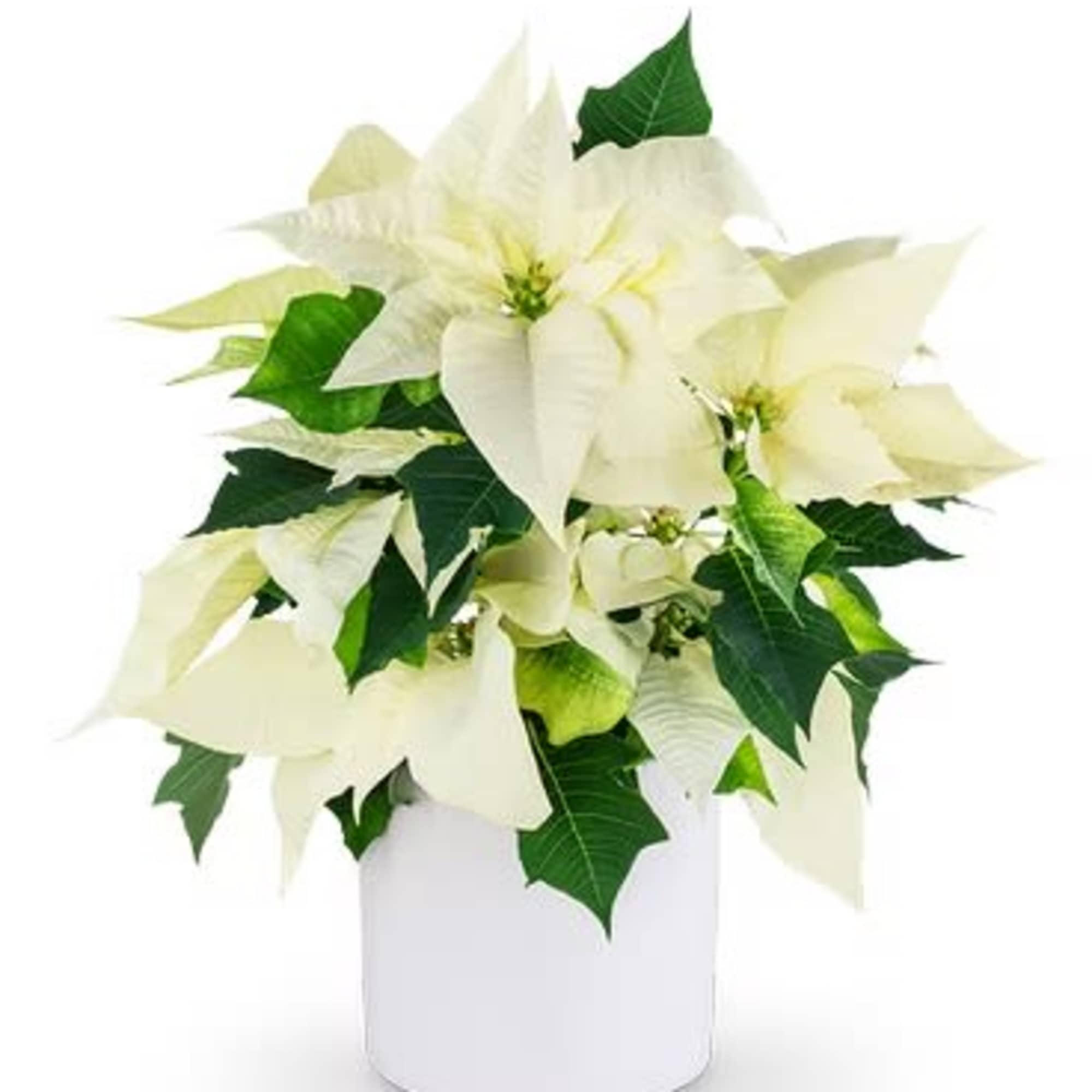 Poinsettias make any home feel ready for the holidays with their classic