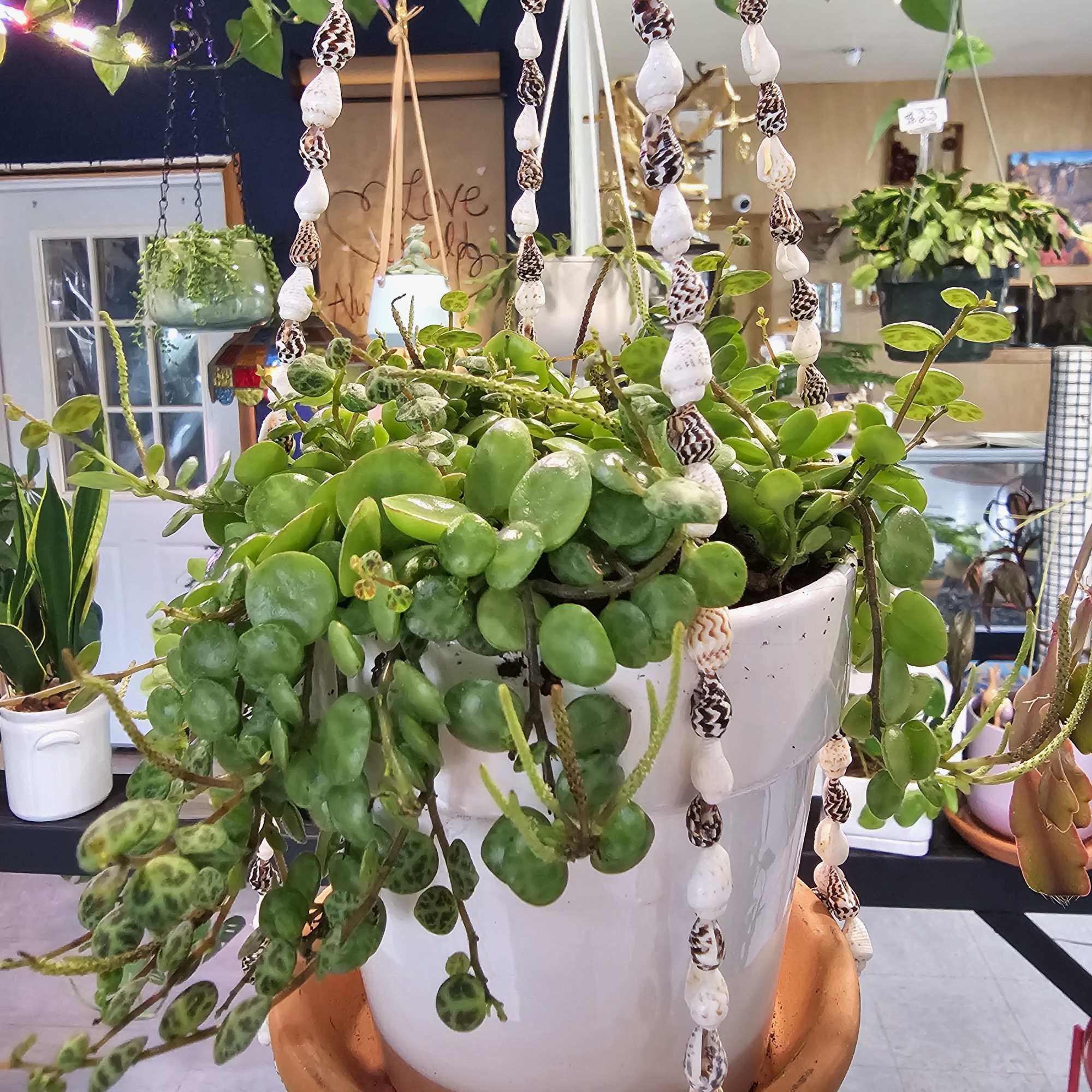 This beautiful little pot of turtle shells is just waiting for you