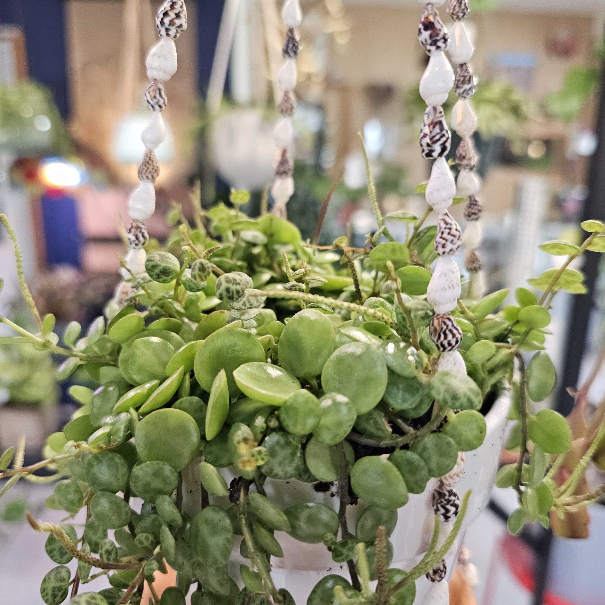 This beautiful little pot of turtle shells is just waiting for you