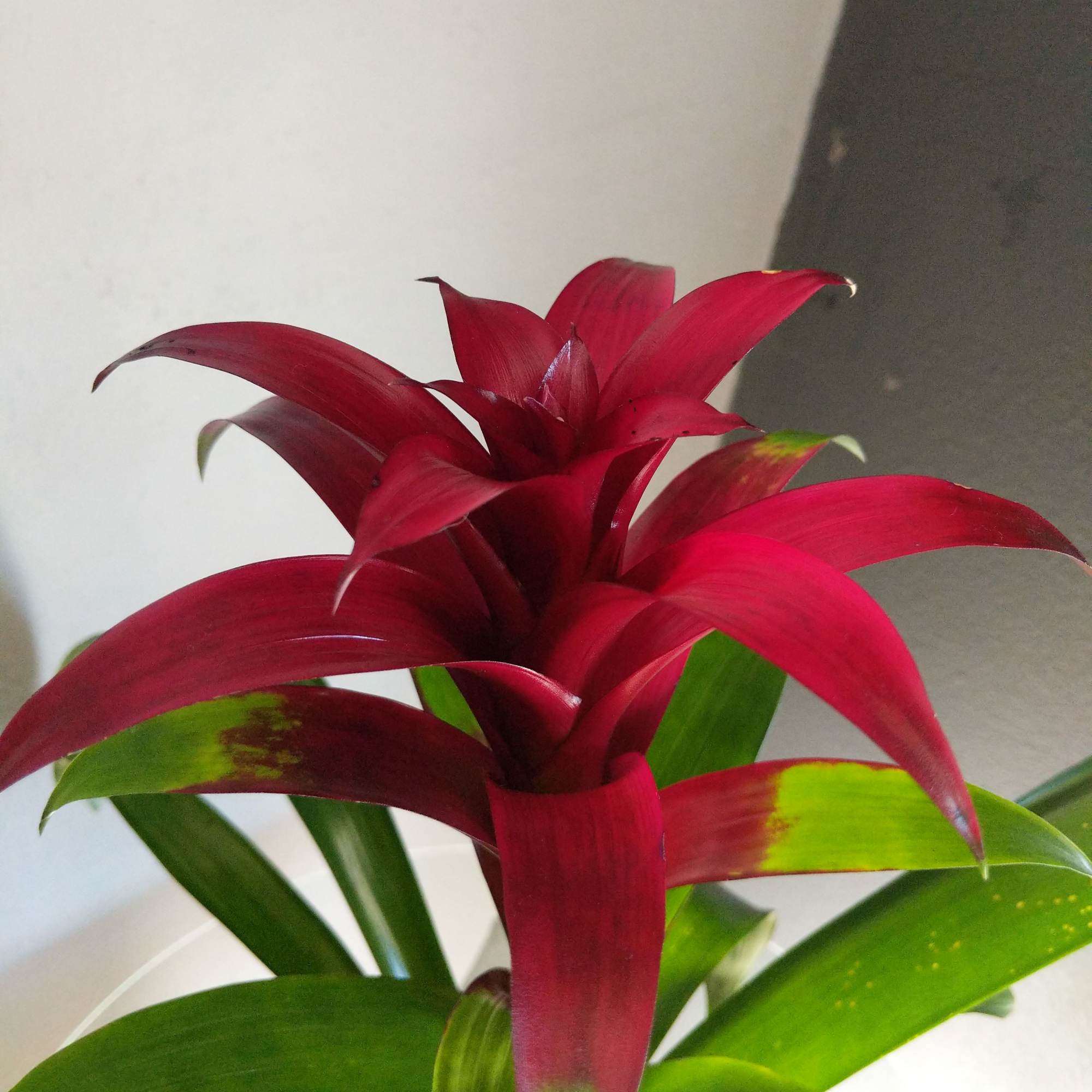 Low maintenance, striking burgundy bromeliad potted in a decorative black ceramic container.