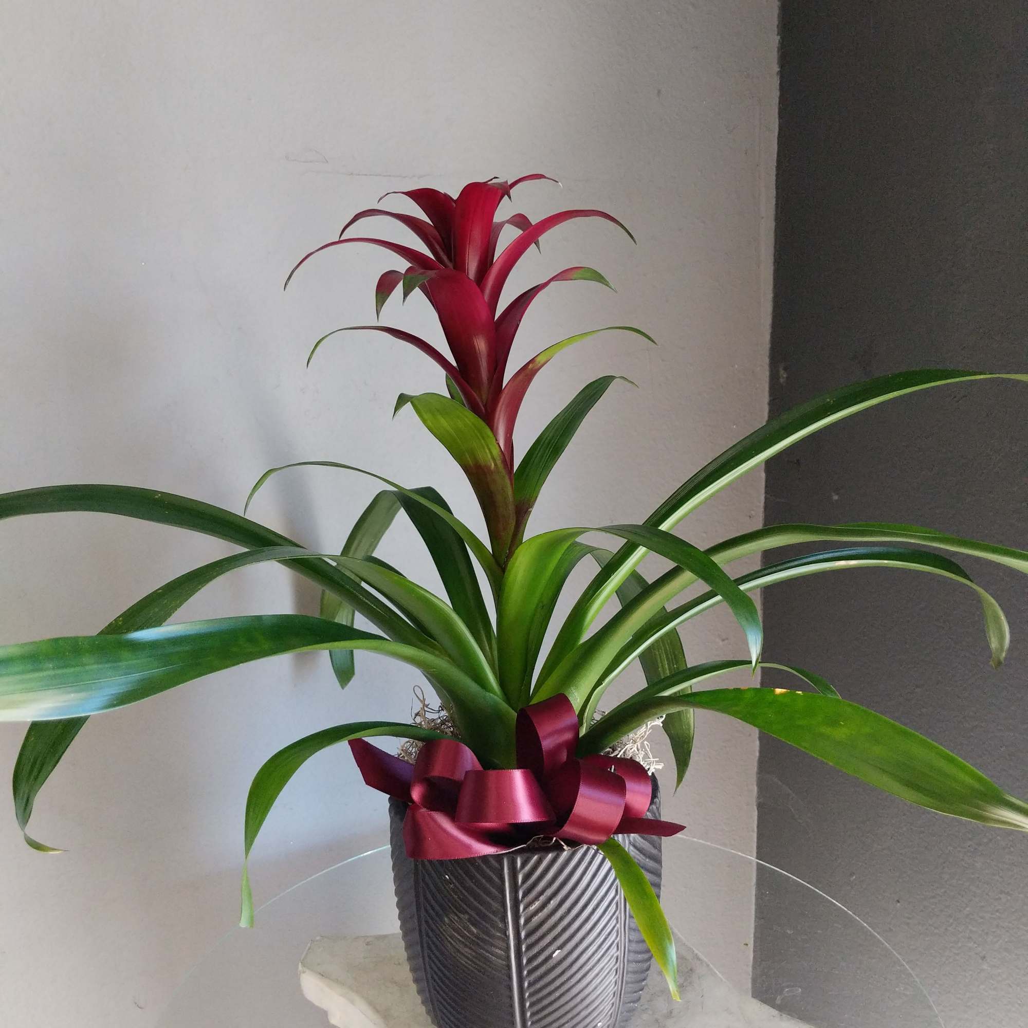 Low maintenance, striking burgundy bromeliad potted in a decorative black ceramic container.