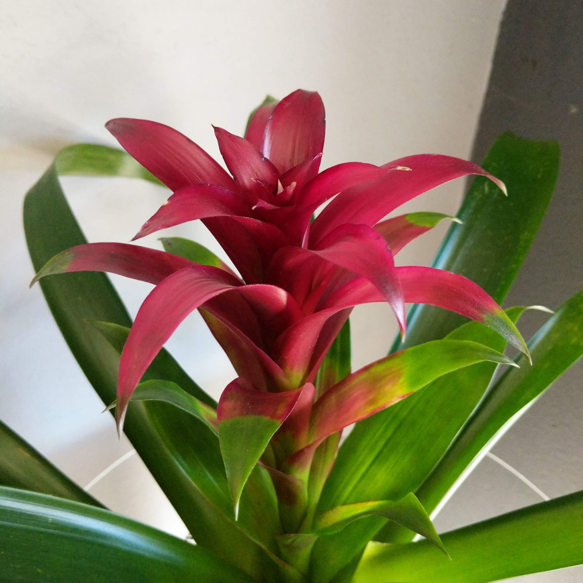 A striking burgundy bromeliad in a decorative ceramic. Pet friendly but always