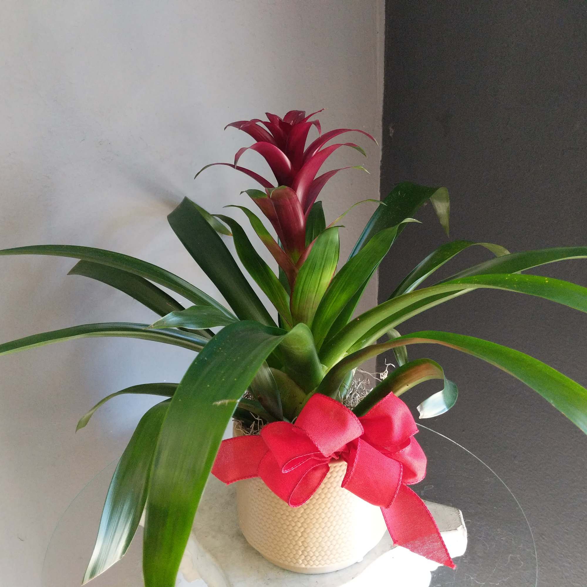A striking burgundy bromeliad in a decorative ceramic. Pet friendly but always