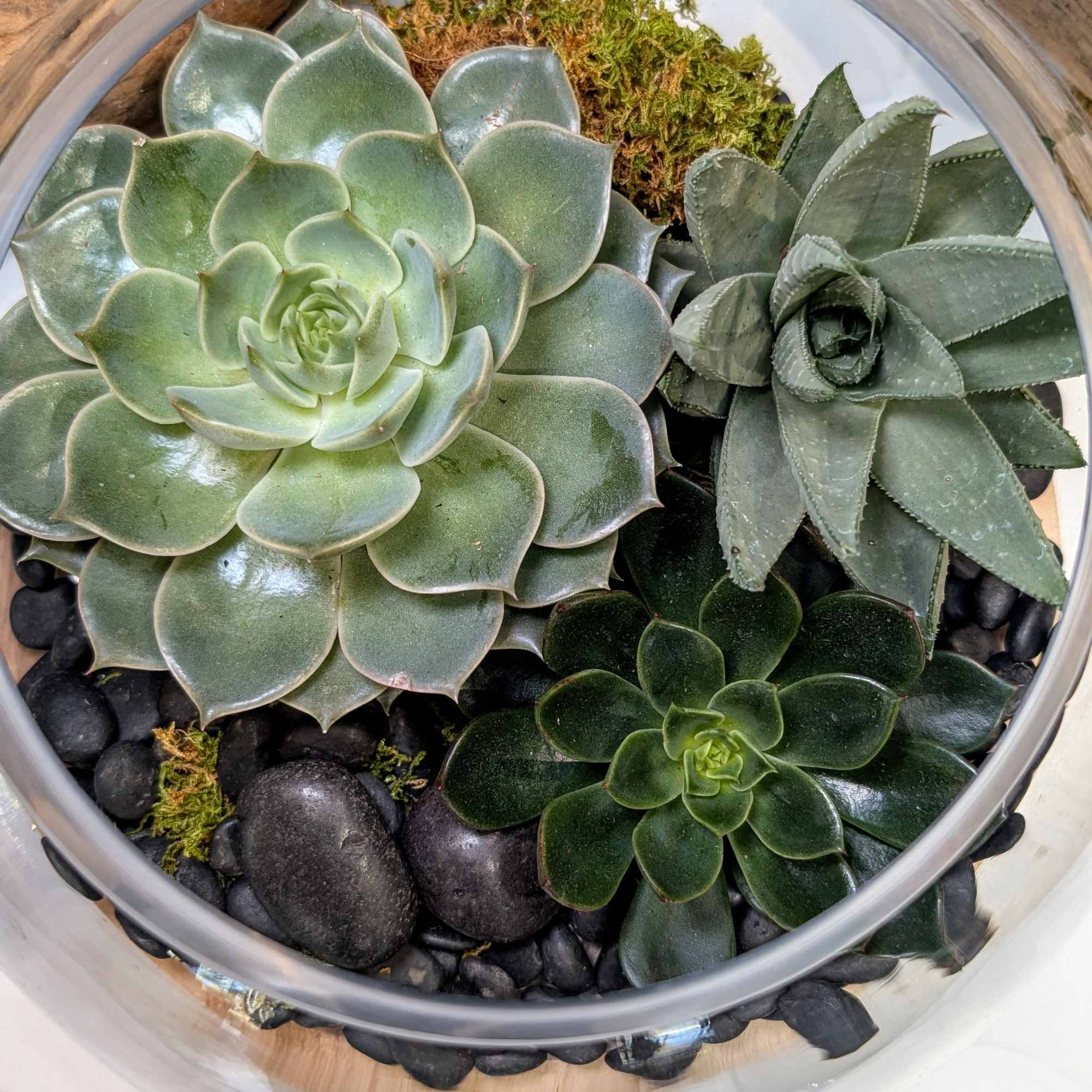 A beautiful glass globe on a wooden pedestal, measuring 10&quot; wide, filled