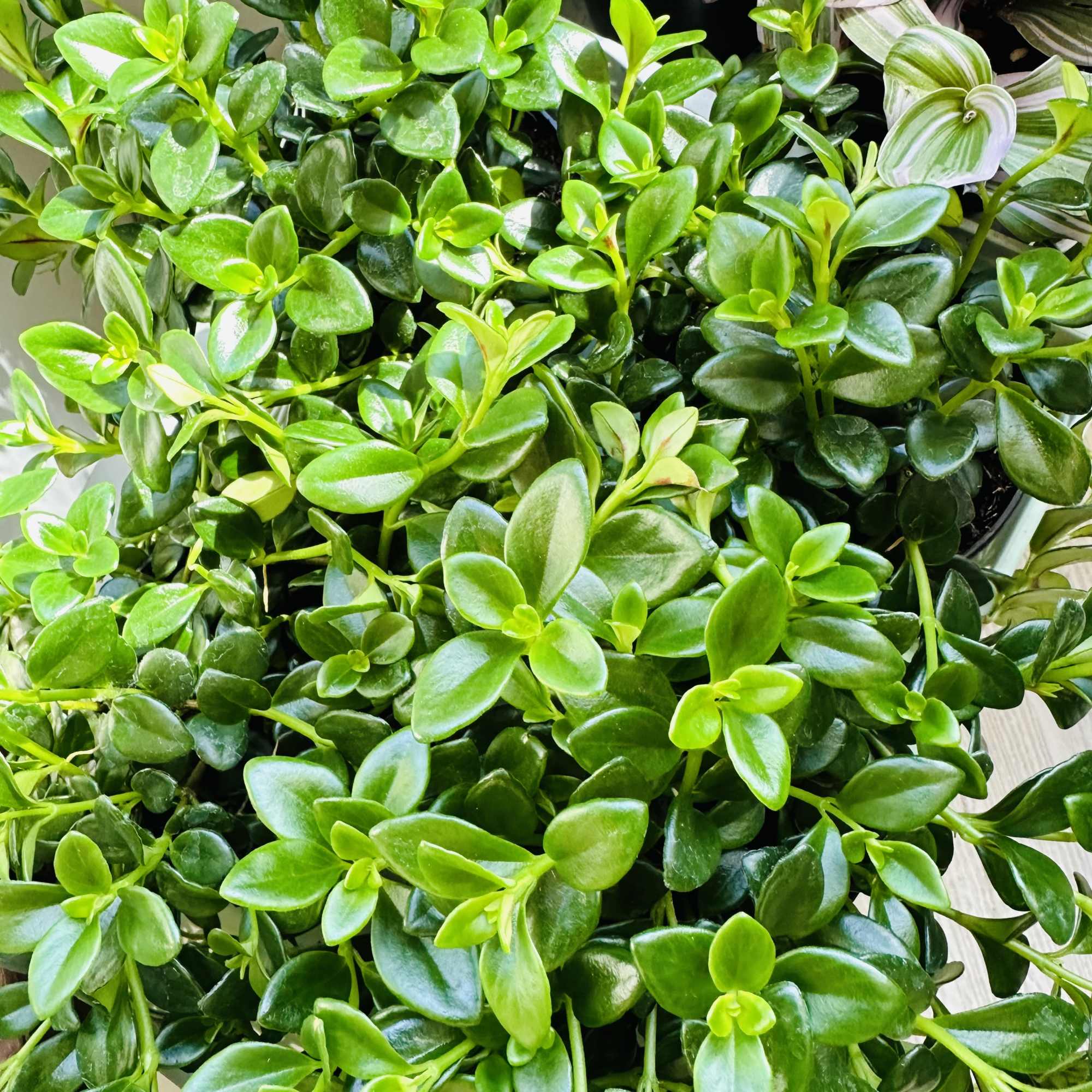 Very easy care. Prefer medium indirect light and water when soil dried