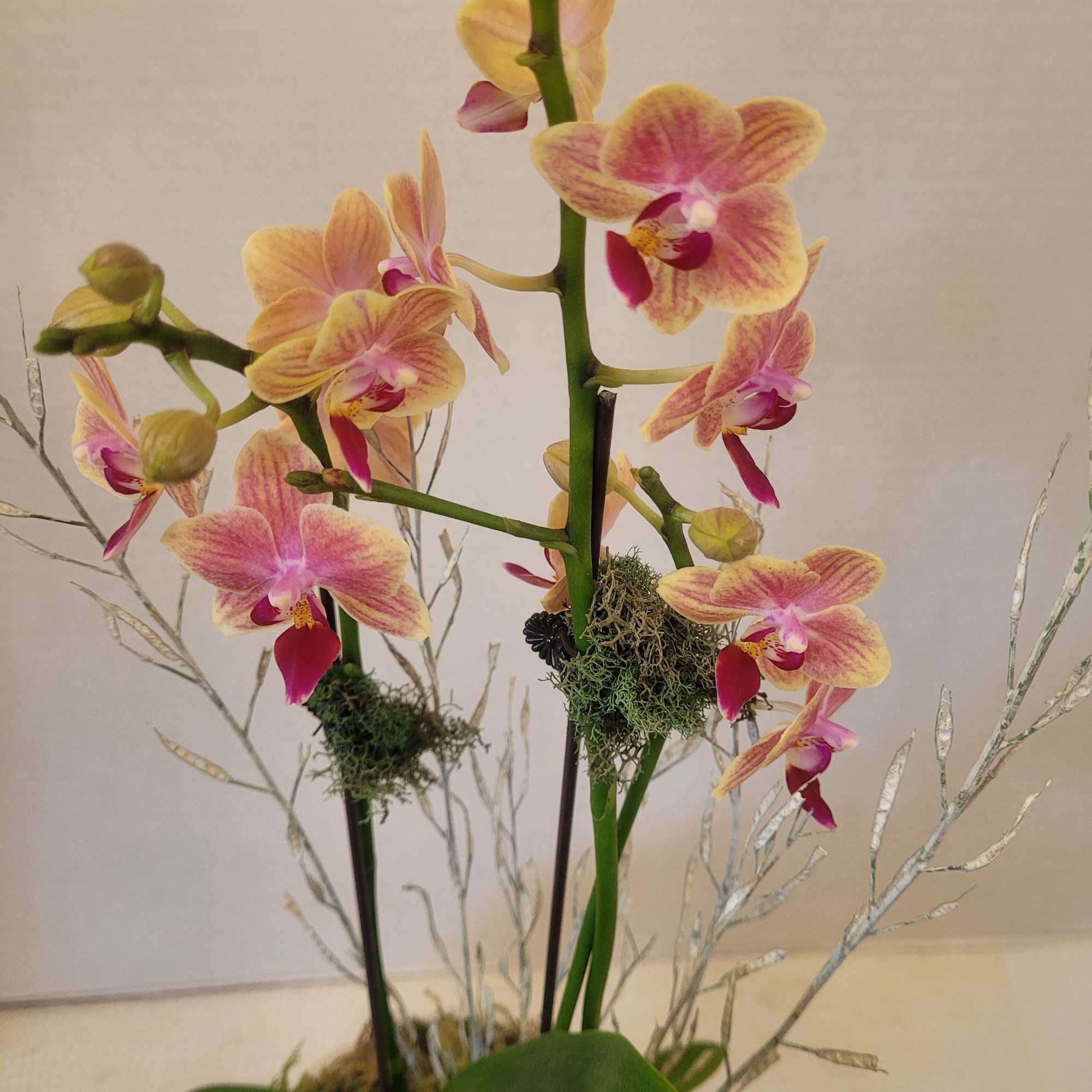 A small double stem orchid featured in an orchid pot. The color