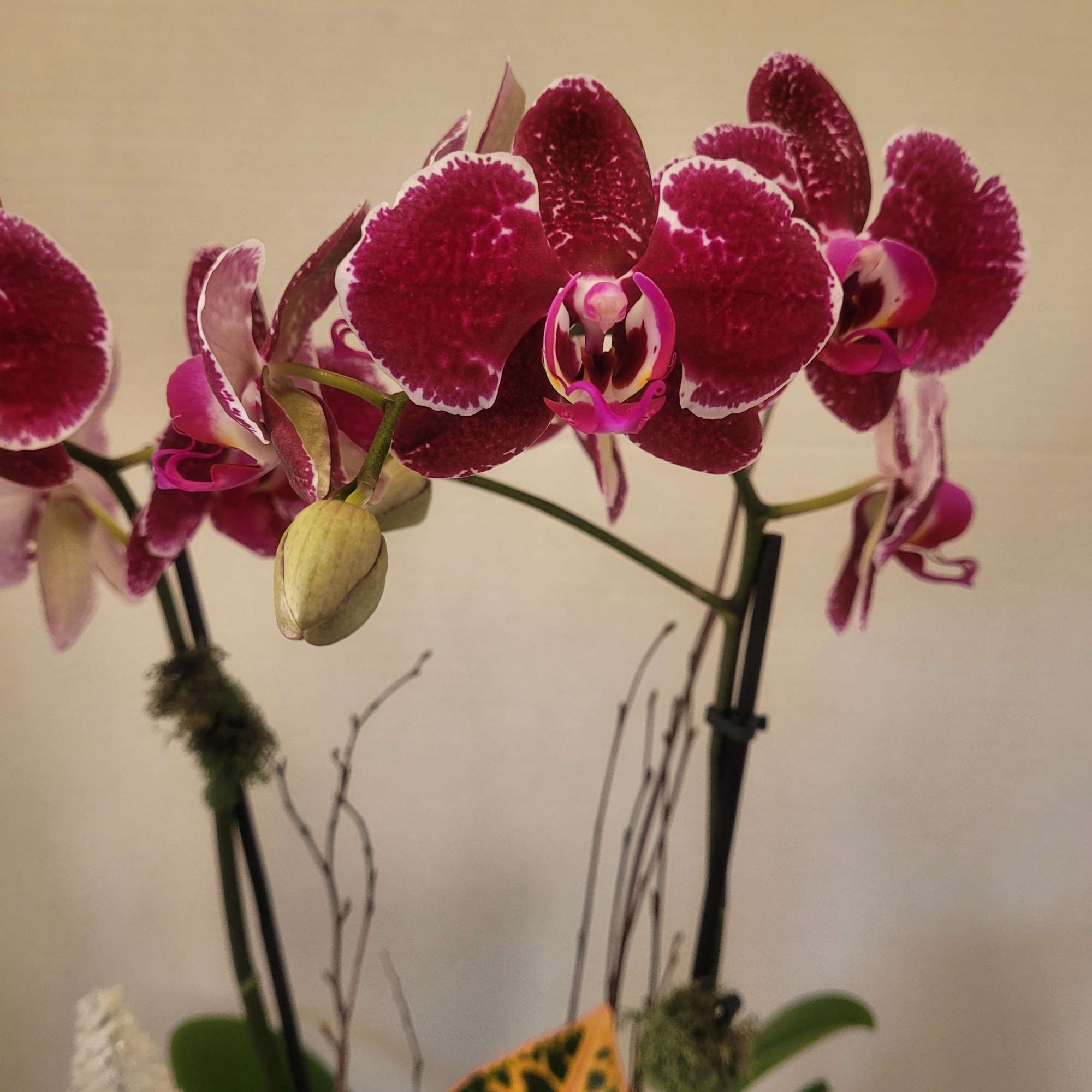A beautiful Phalaenopsis double stem orchid with a lovely Croton featured in