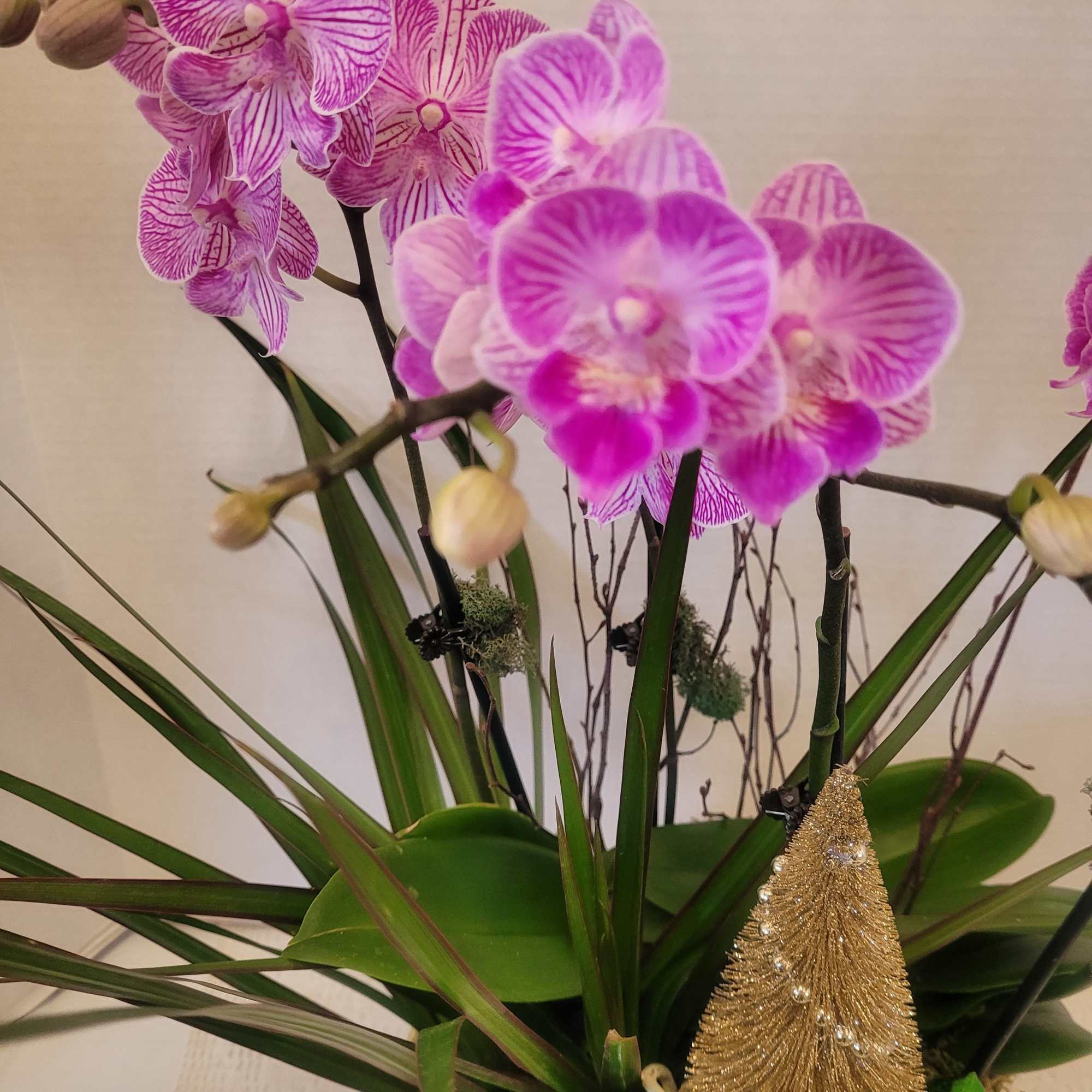 Four stems of a varigated Phalaenopsis orchids featured in a round gold