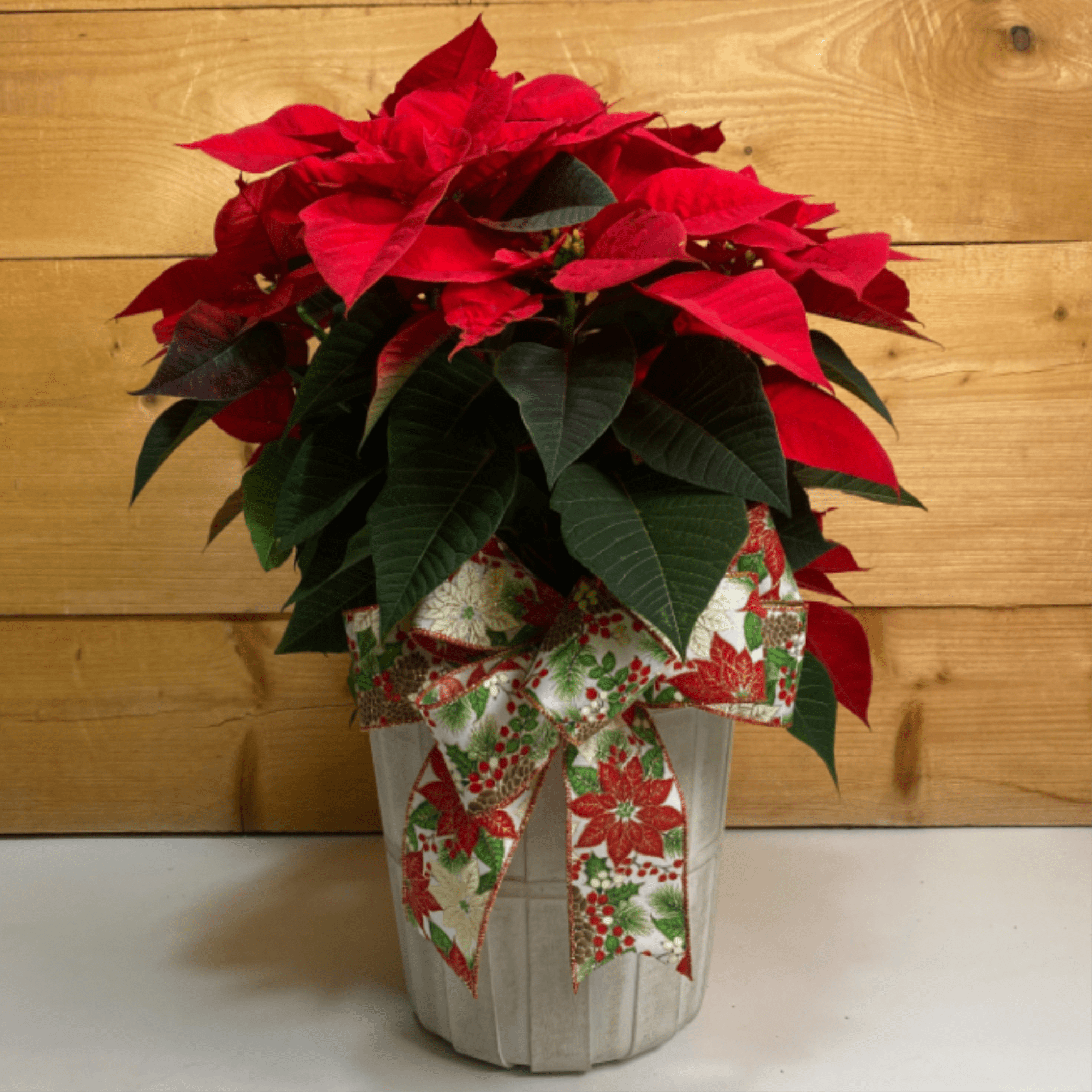 Bring the magic of the season home with our vibrant 8" Red