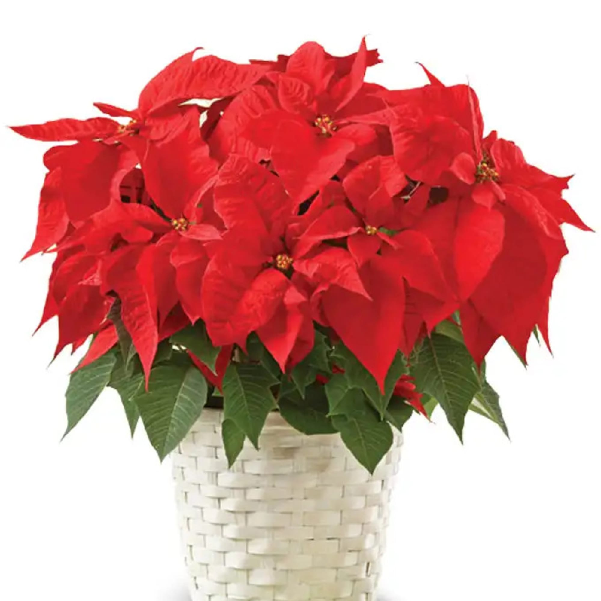 A tried-and-true holiday favorite, our poinsettia plant brings the beauty of the