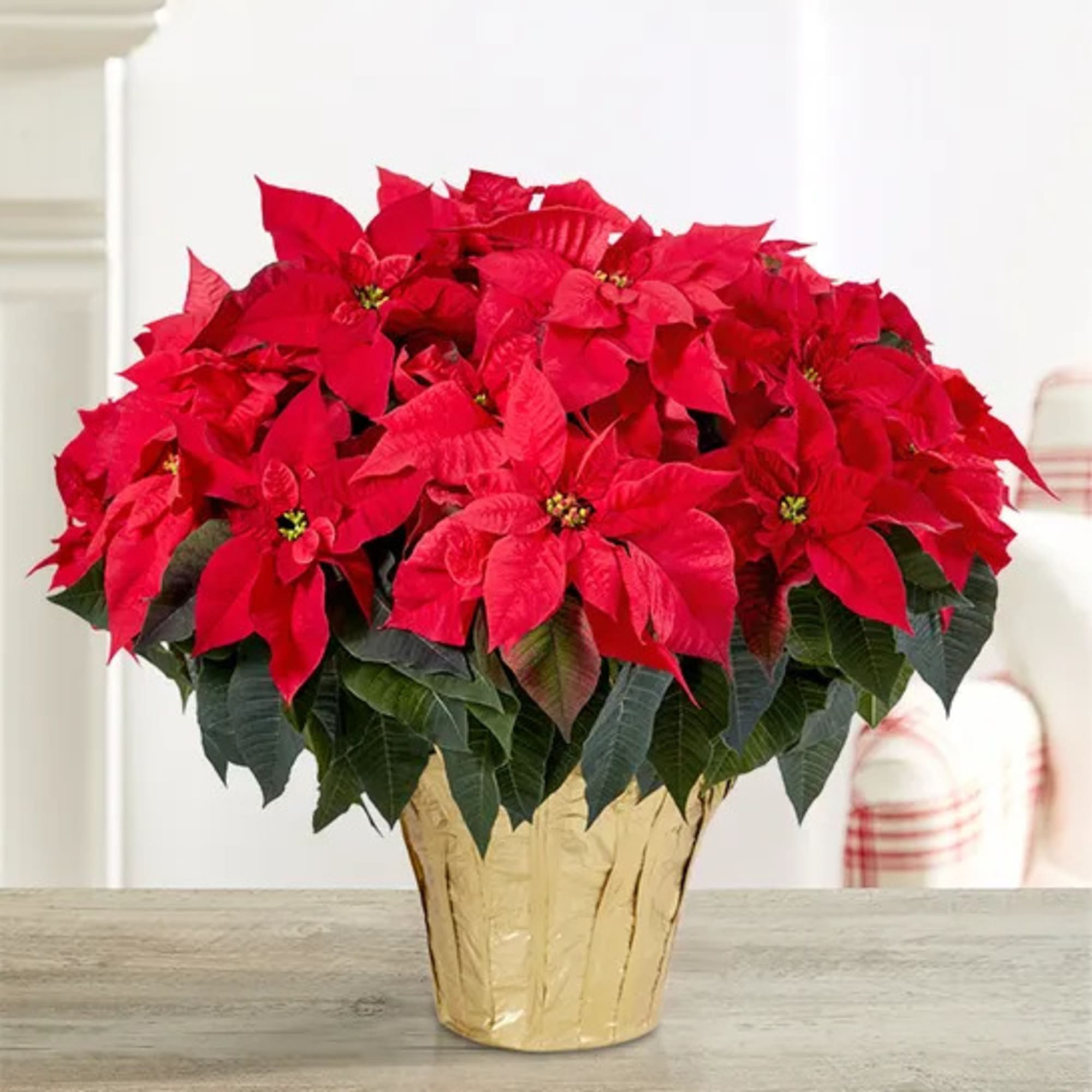 A tried-and-true holiday favorite, our poinsettia plant brings the beauty of the