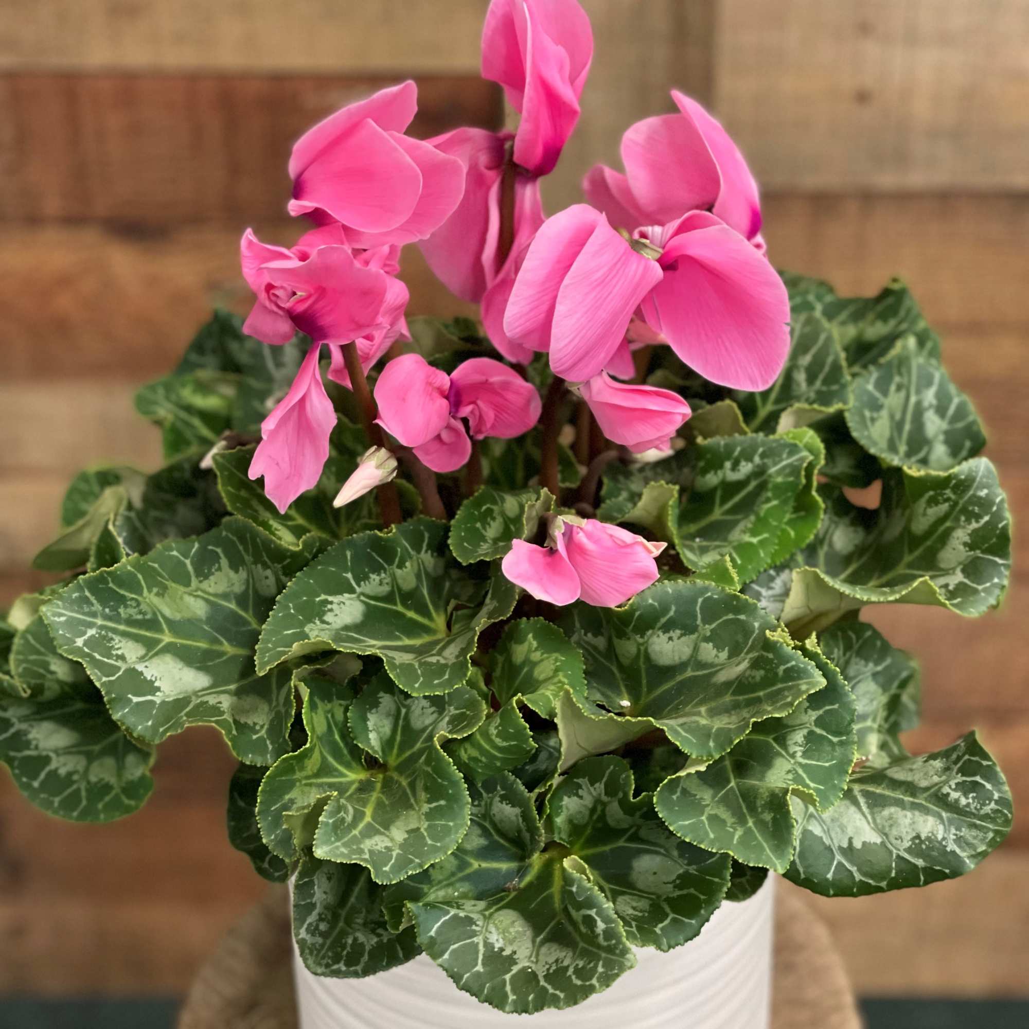 Perennially pretty! This delightful flowering pot will deliver beauty for a long