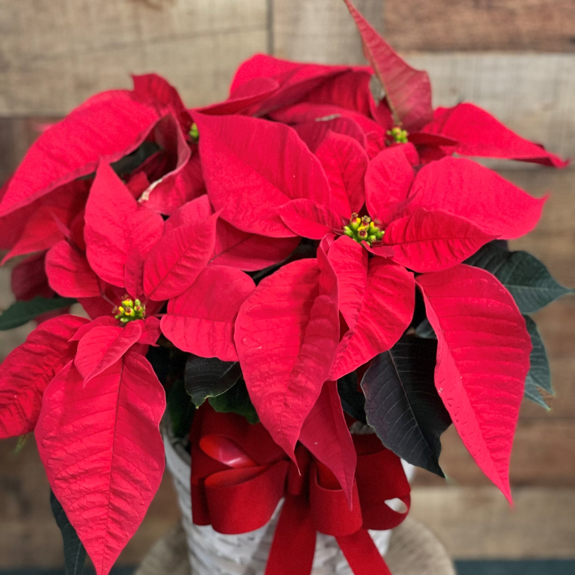 A red poinsettia is delivered in a chipwood or natural basket that