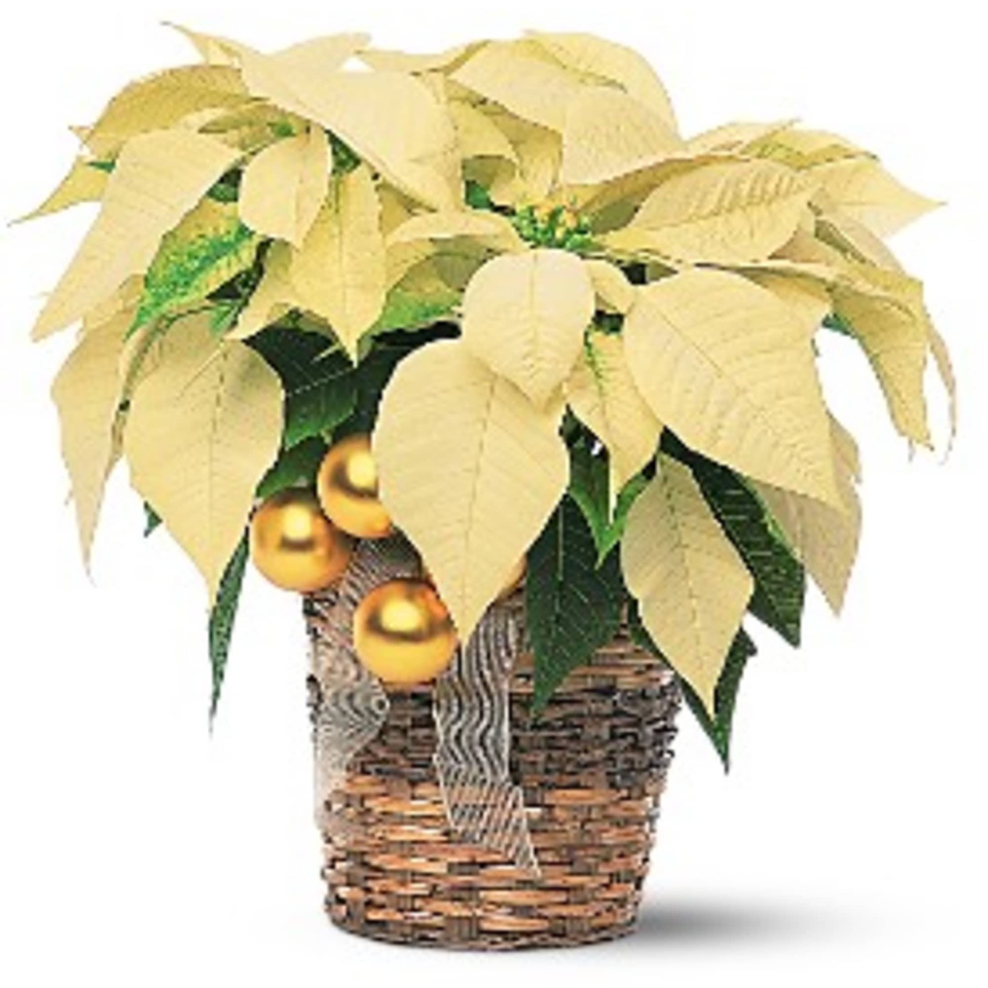 A white poinsettia is delivered in a chipwood or natural basket that