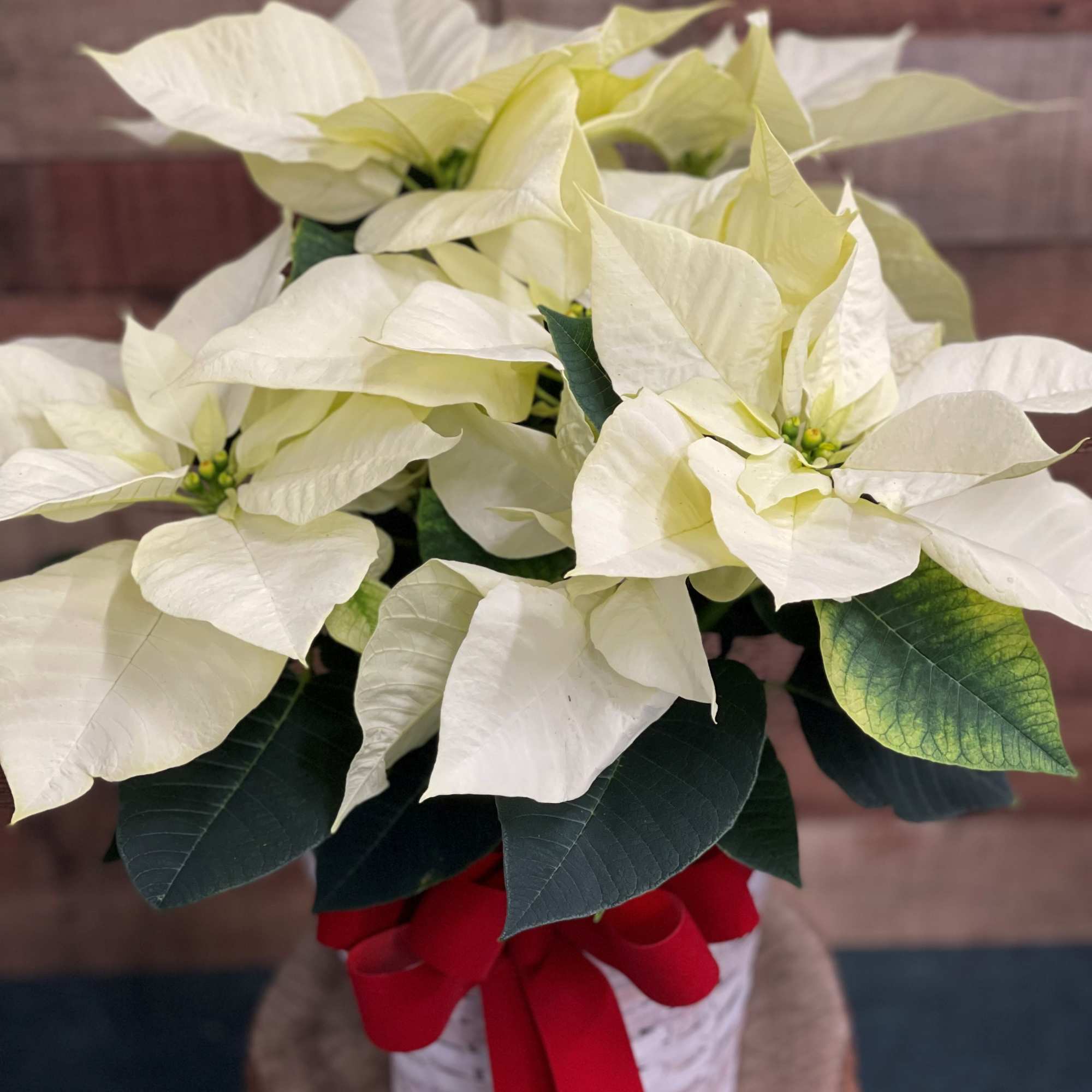 A white poinsettia is delivered in a chipwood or natural basket that