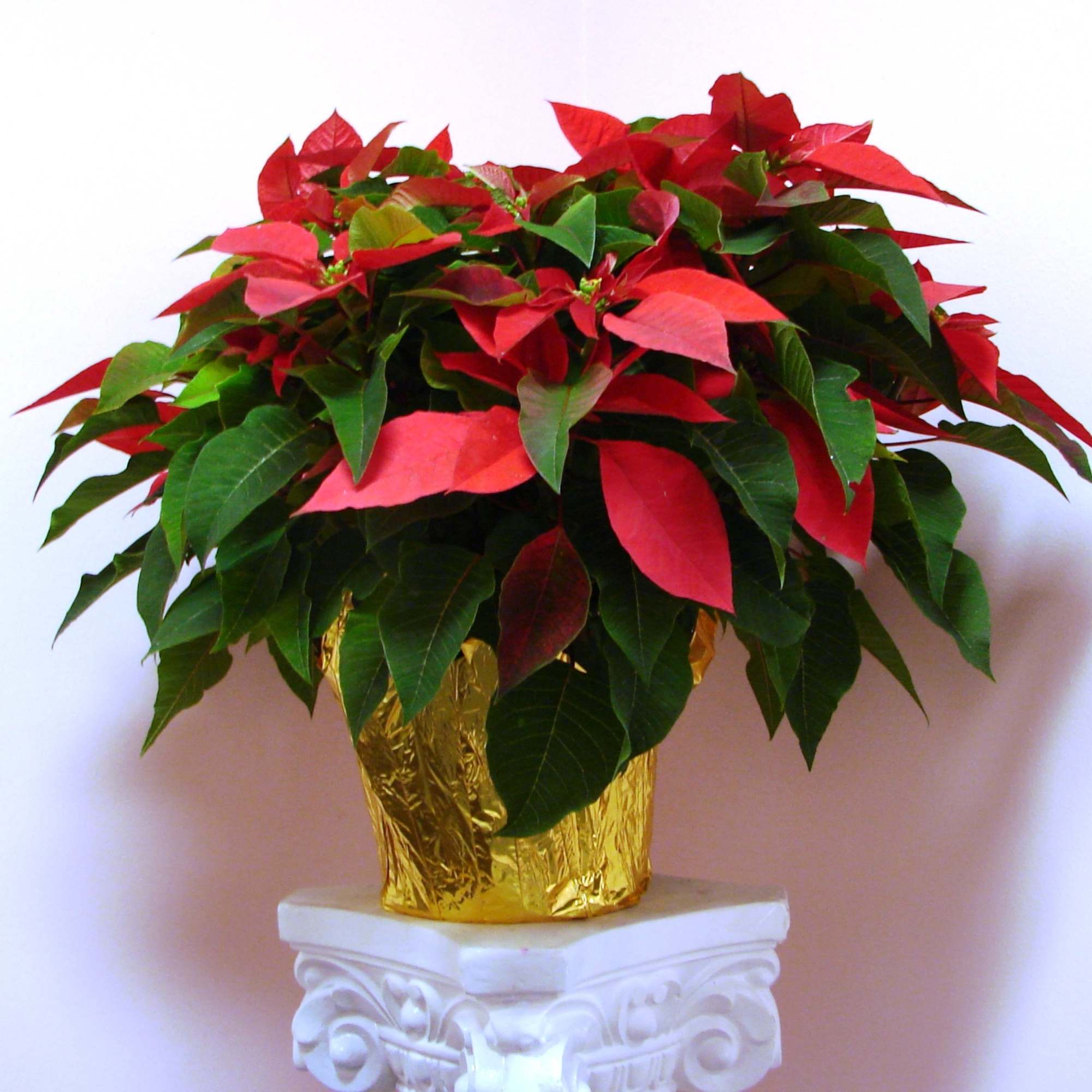Elegant Poinsettia Plant

Nothing says Christmas in Hawaii quite like the timeless beauty