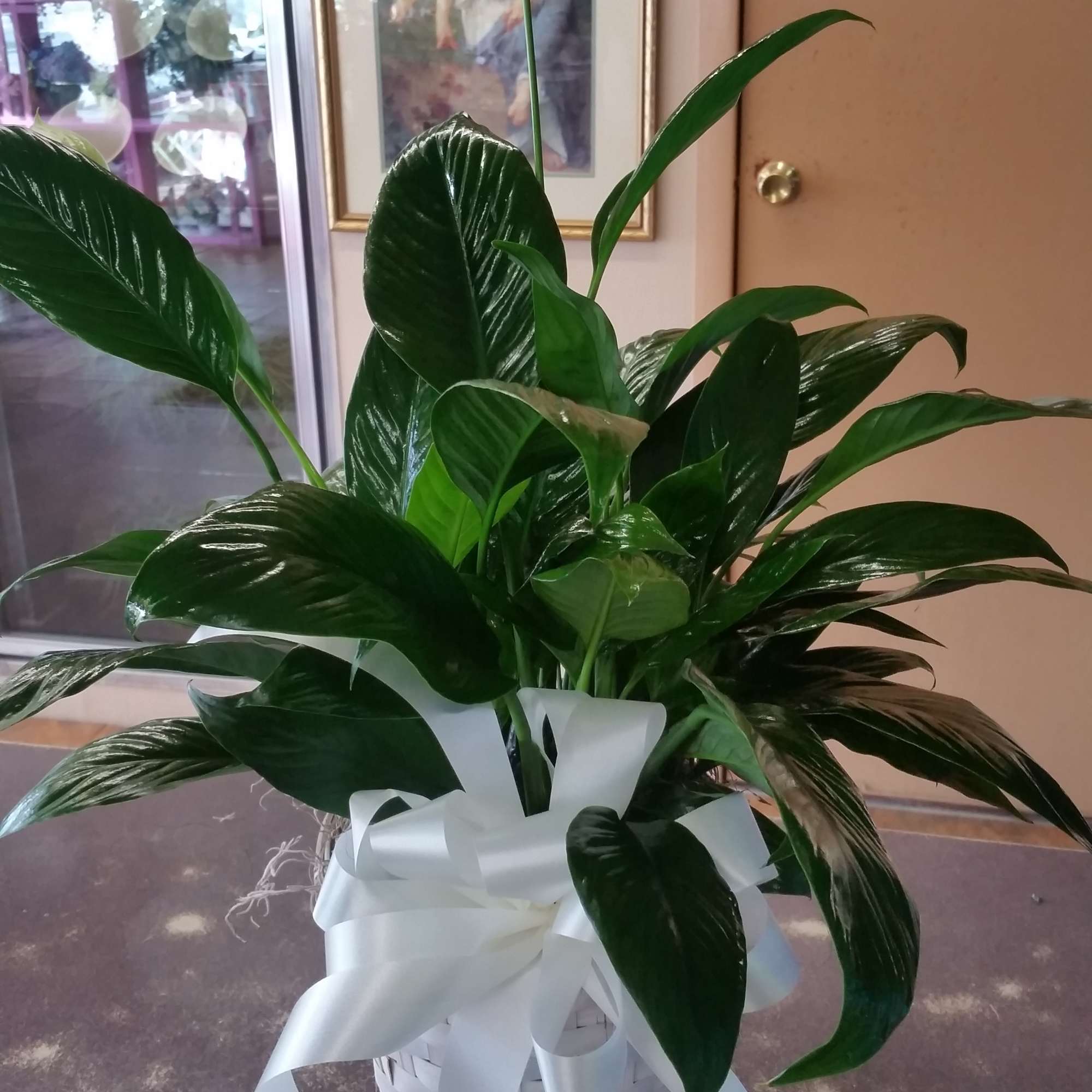 Spathiphyllum Plant in a white washed wicker basket with bow. 