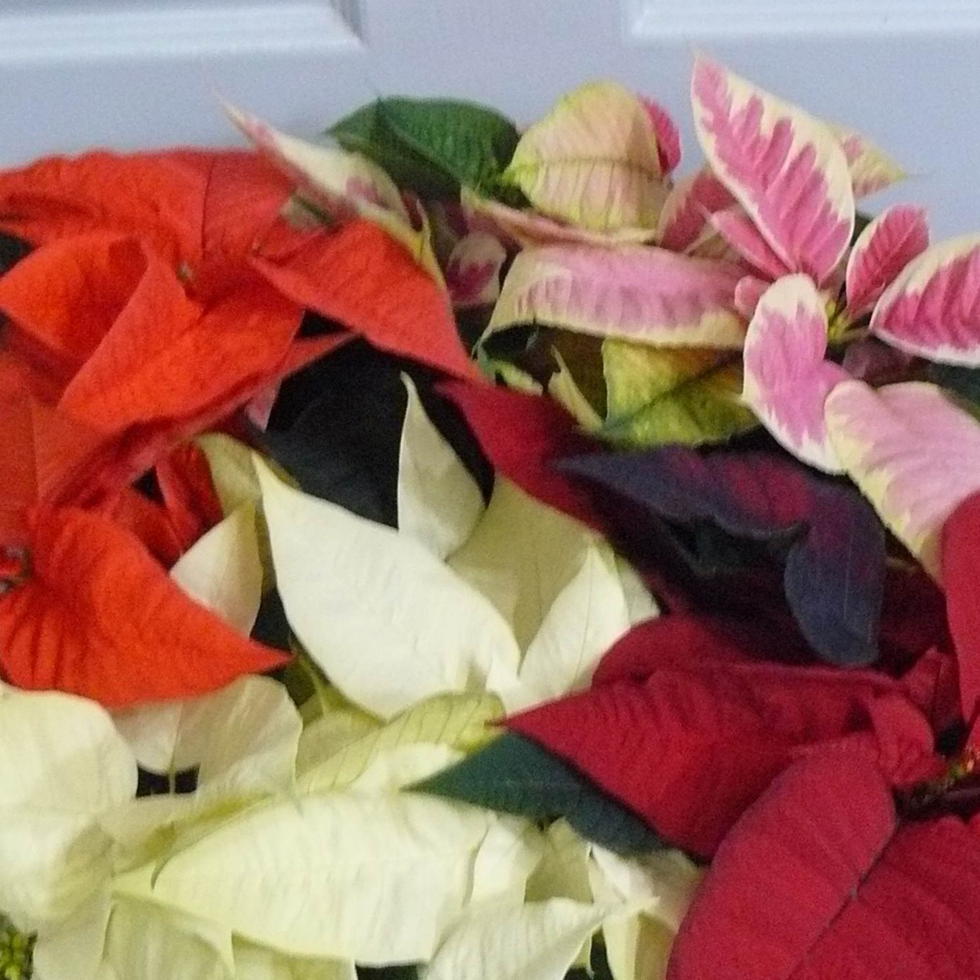 Planted Poinsettia Plants in a basket.