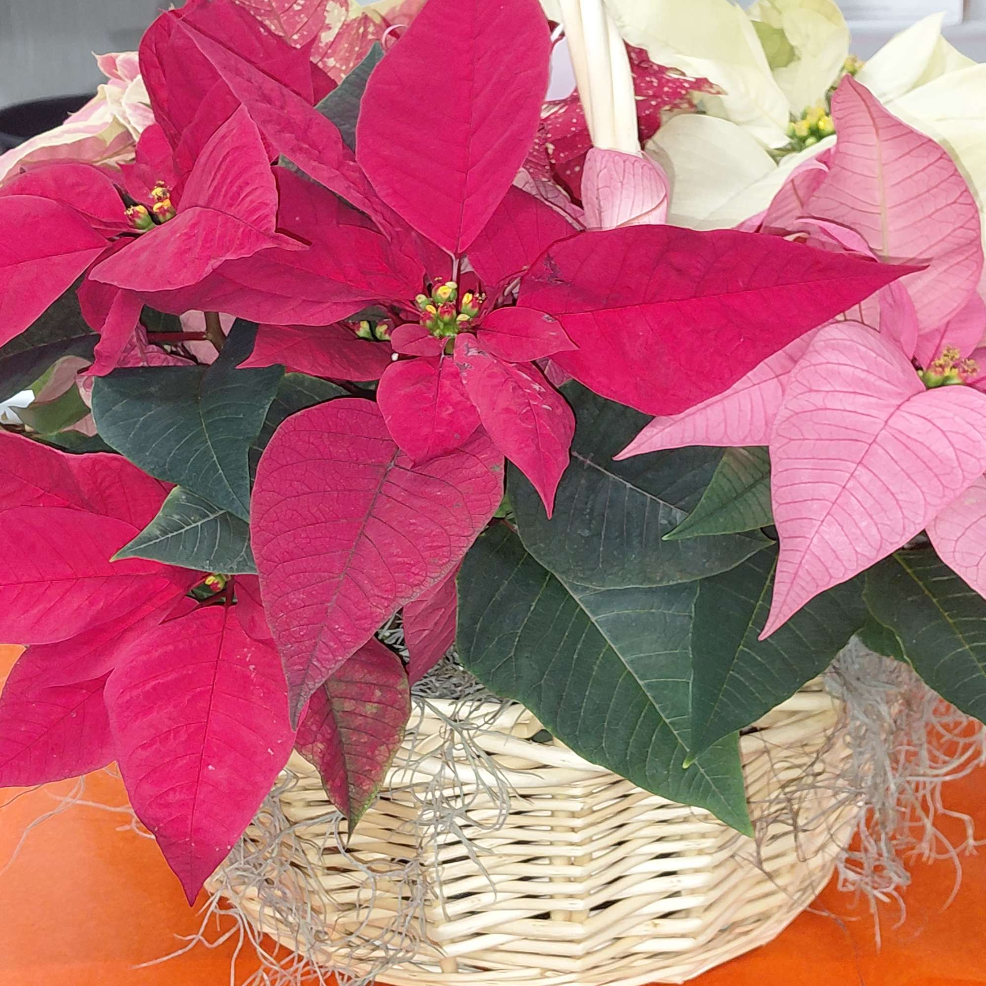 Planted Poinsettia Plants in a basket.