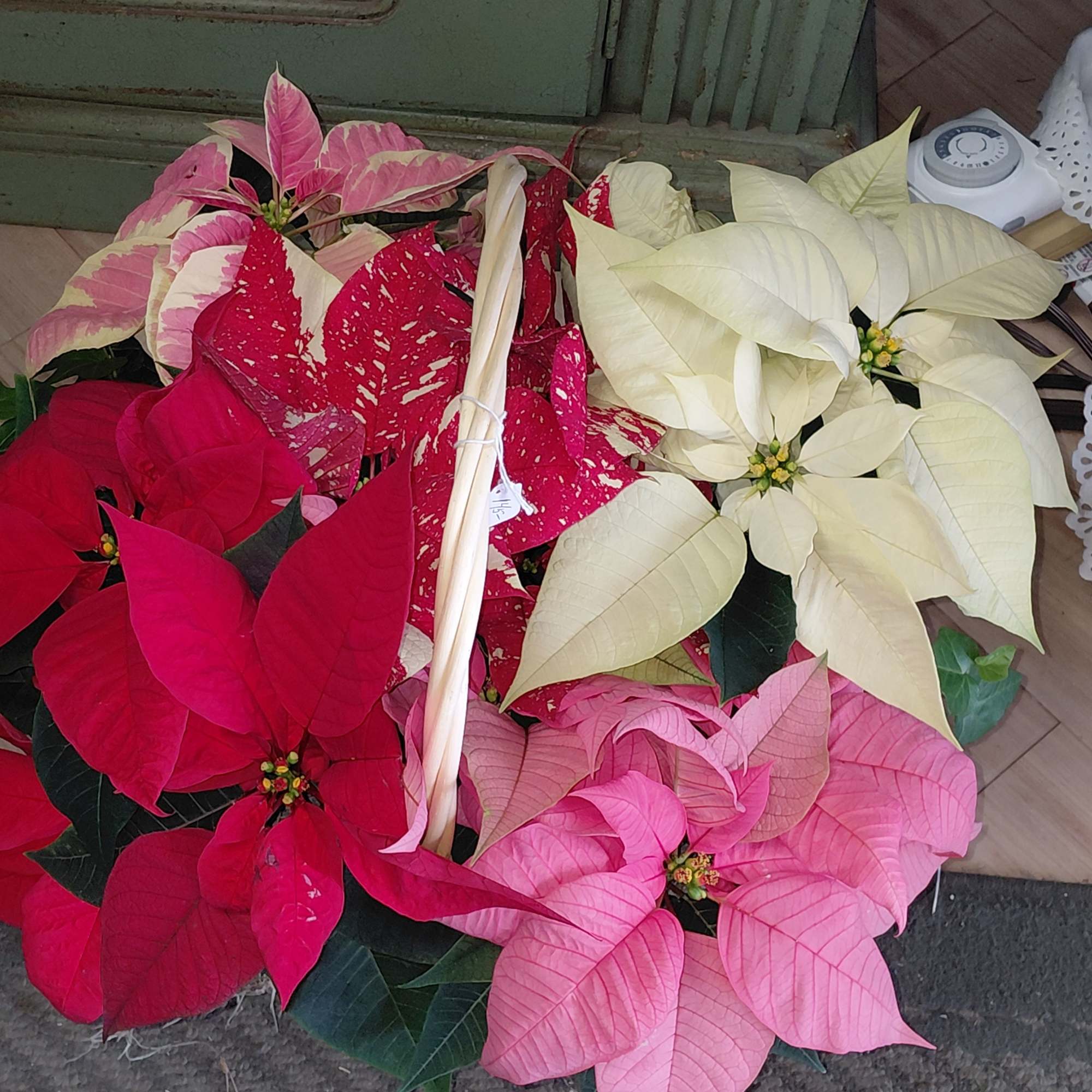 Planted Poinsettia Plants in a basket.