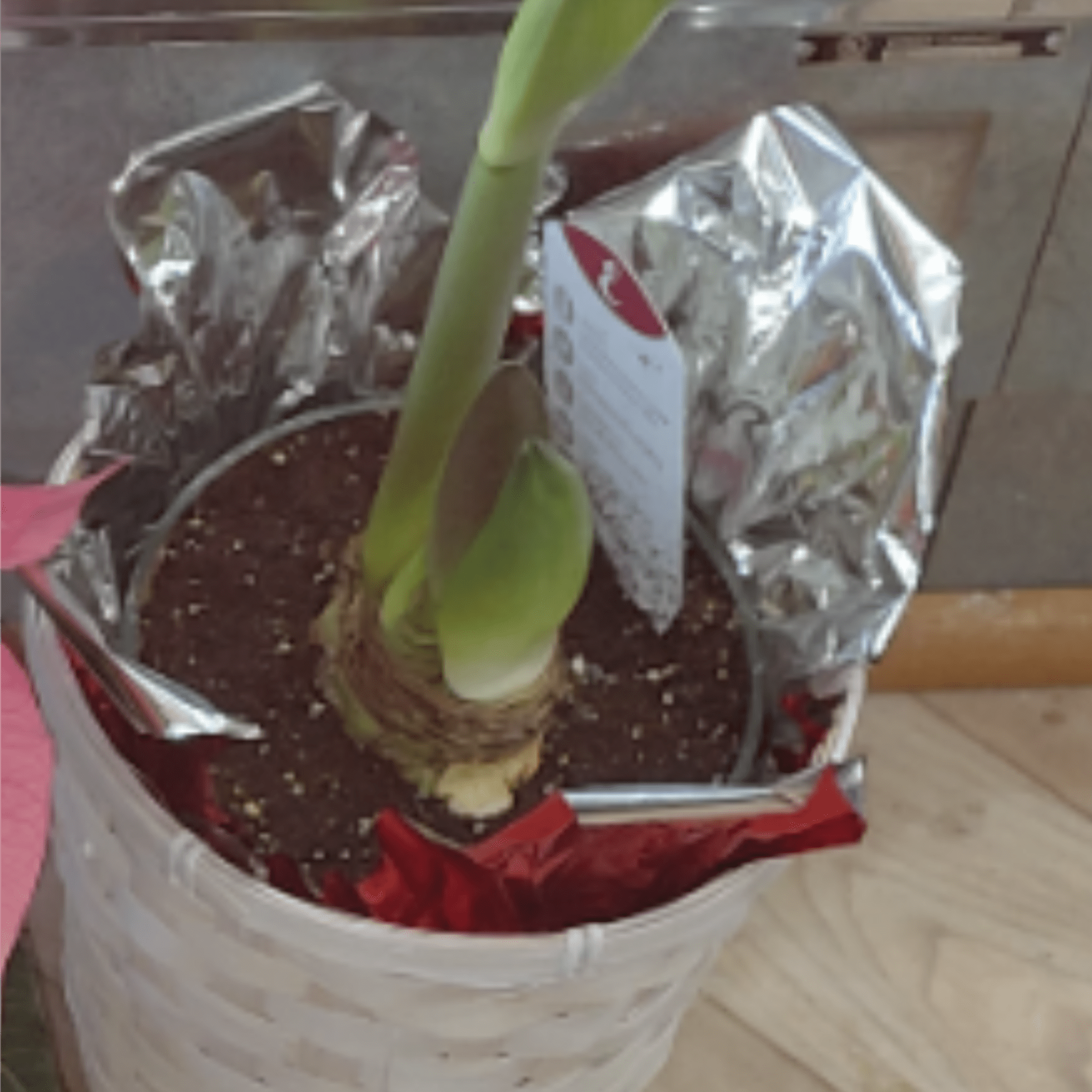 In Store Shopping at Blooms has a variety of poinsettia , Karen