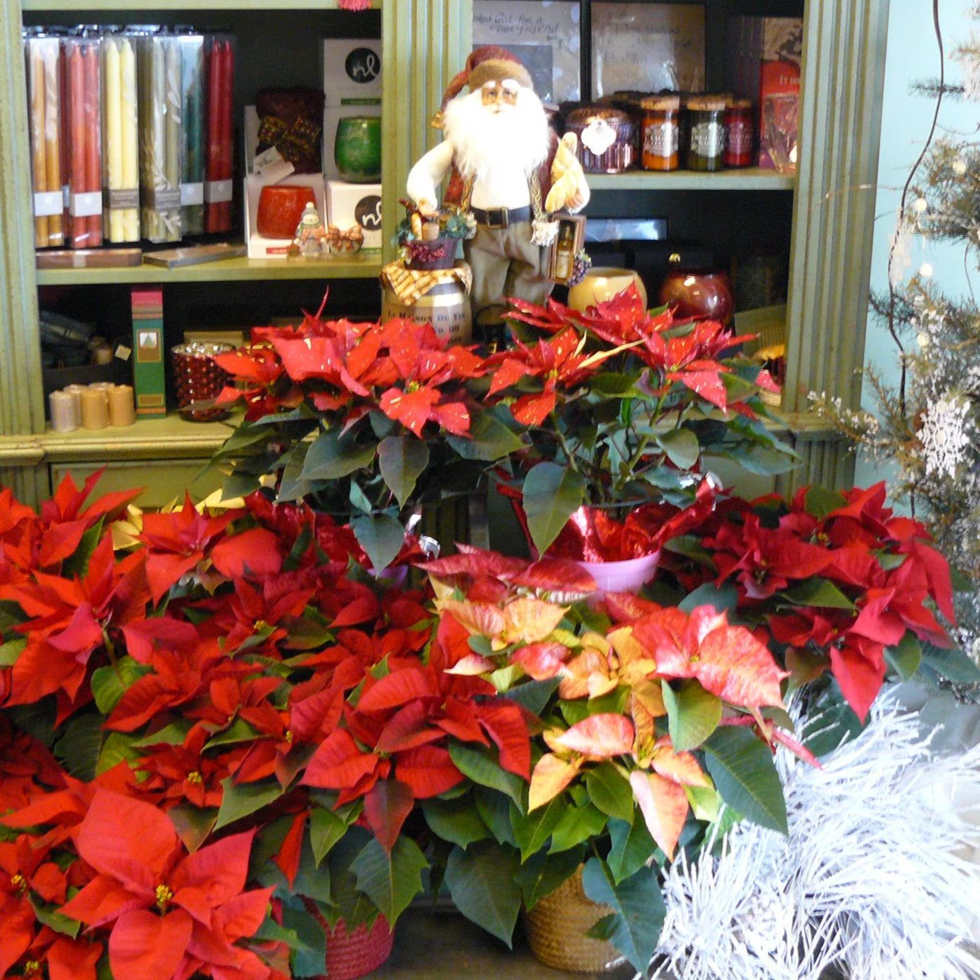 In Store Shopping at Blooms has a variety of poinsettia , Karen