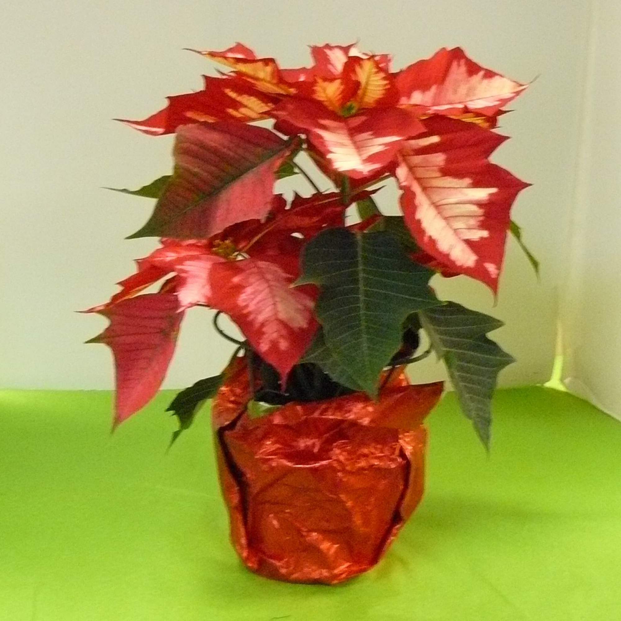 In Store Shopping at Blooms has a variety of poinsettia , Karen