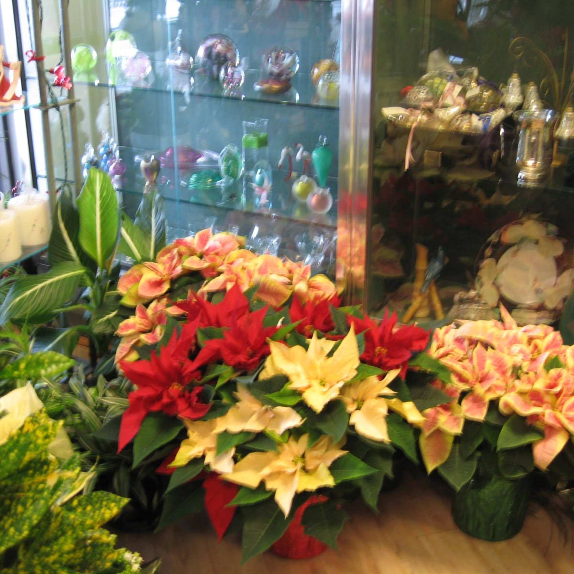 In Store Shopping at Blooms has a variety of poinsettia , Karen