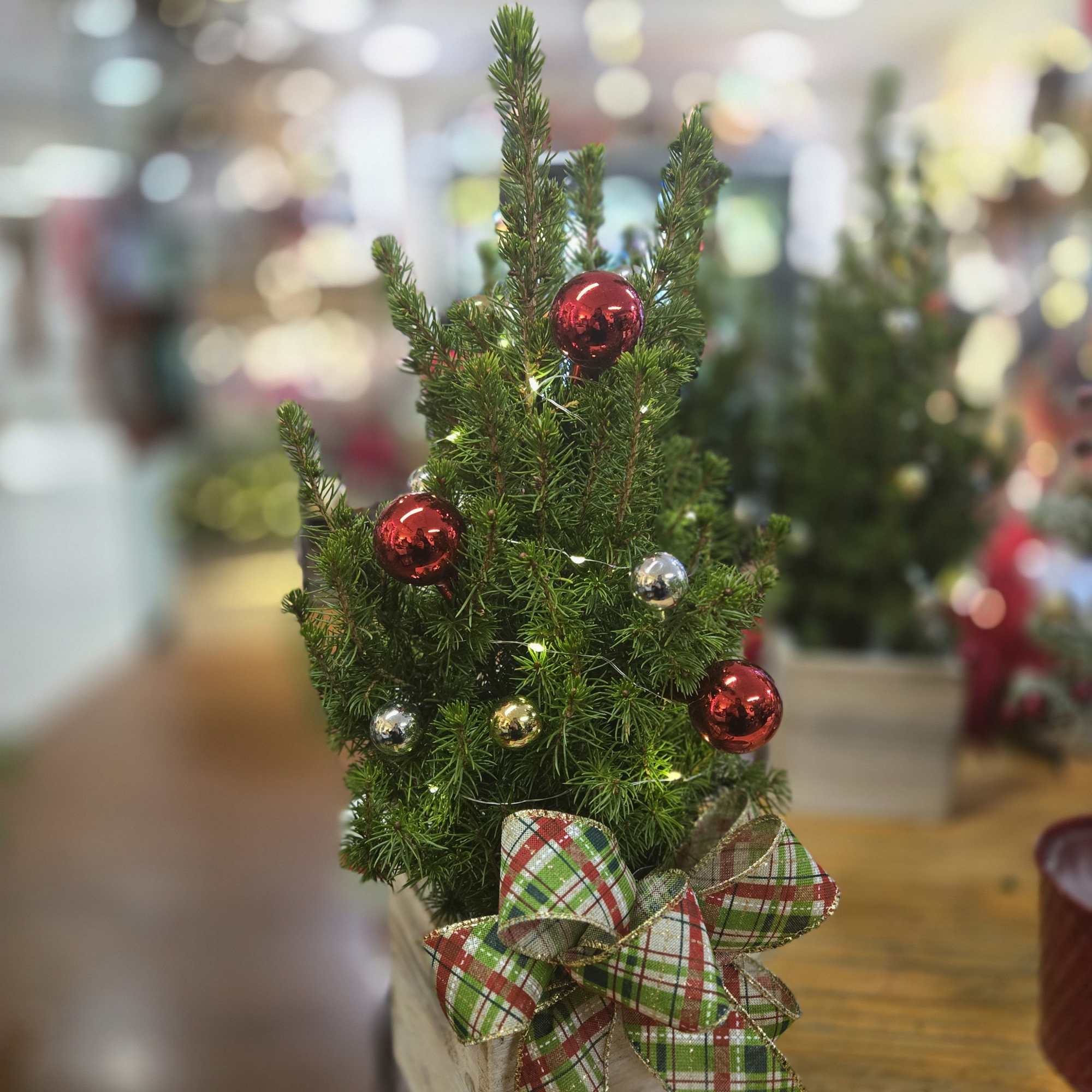Spread cheer with this mini christmas tree! This dwarf alberta spruce stands