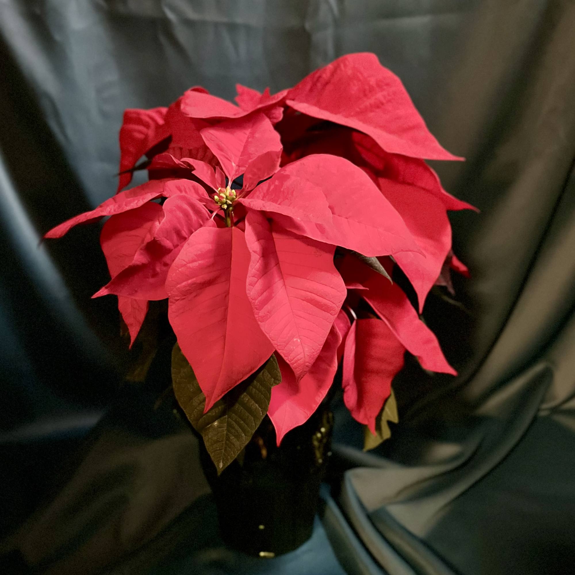Bringing the vibrant spirit of the season home with these stunning poinsettias!
