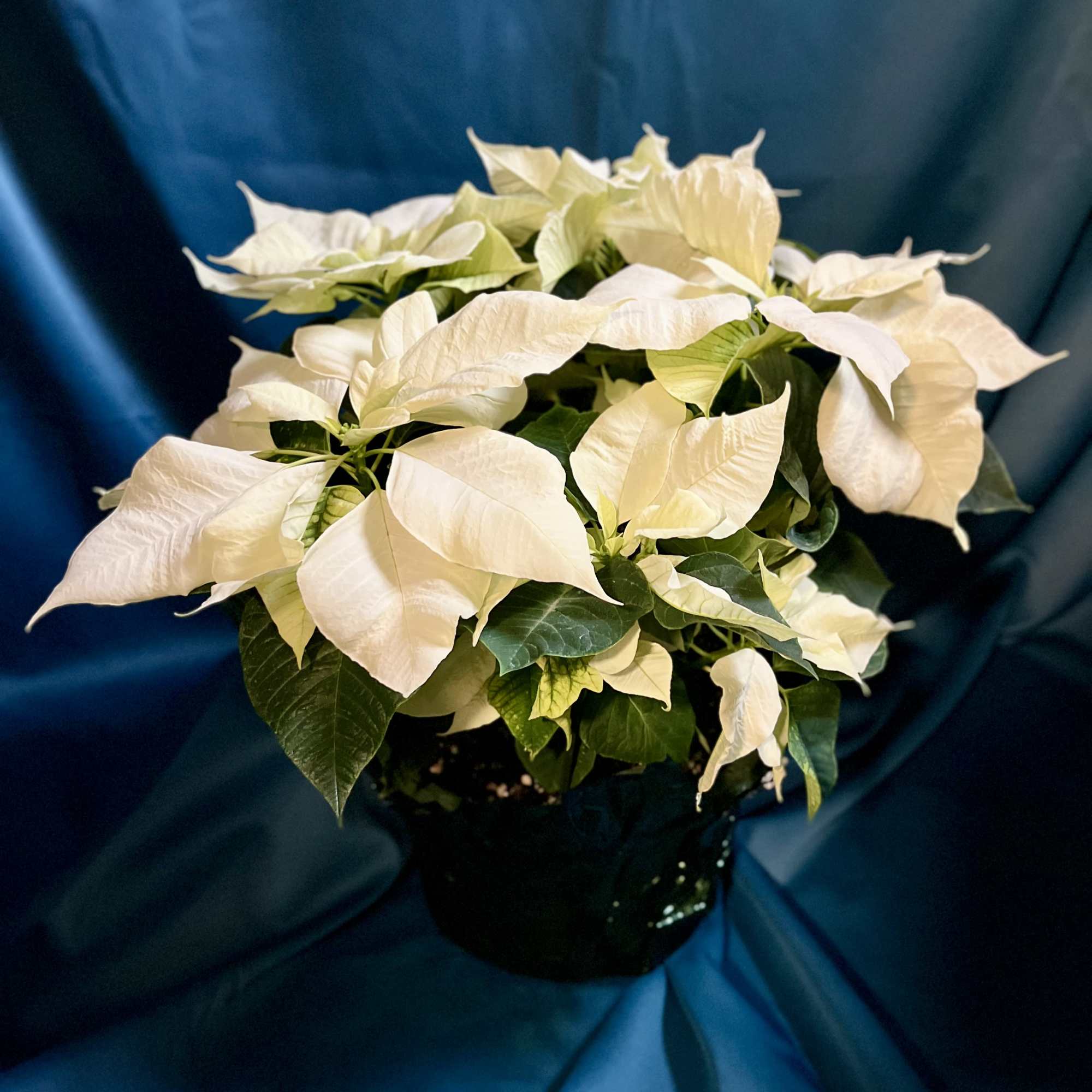 Bringing the vibrant spirit of the season home with these stunning poinsettias!