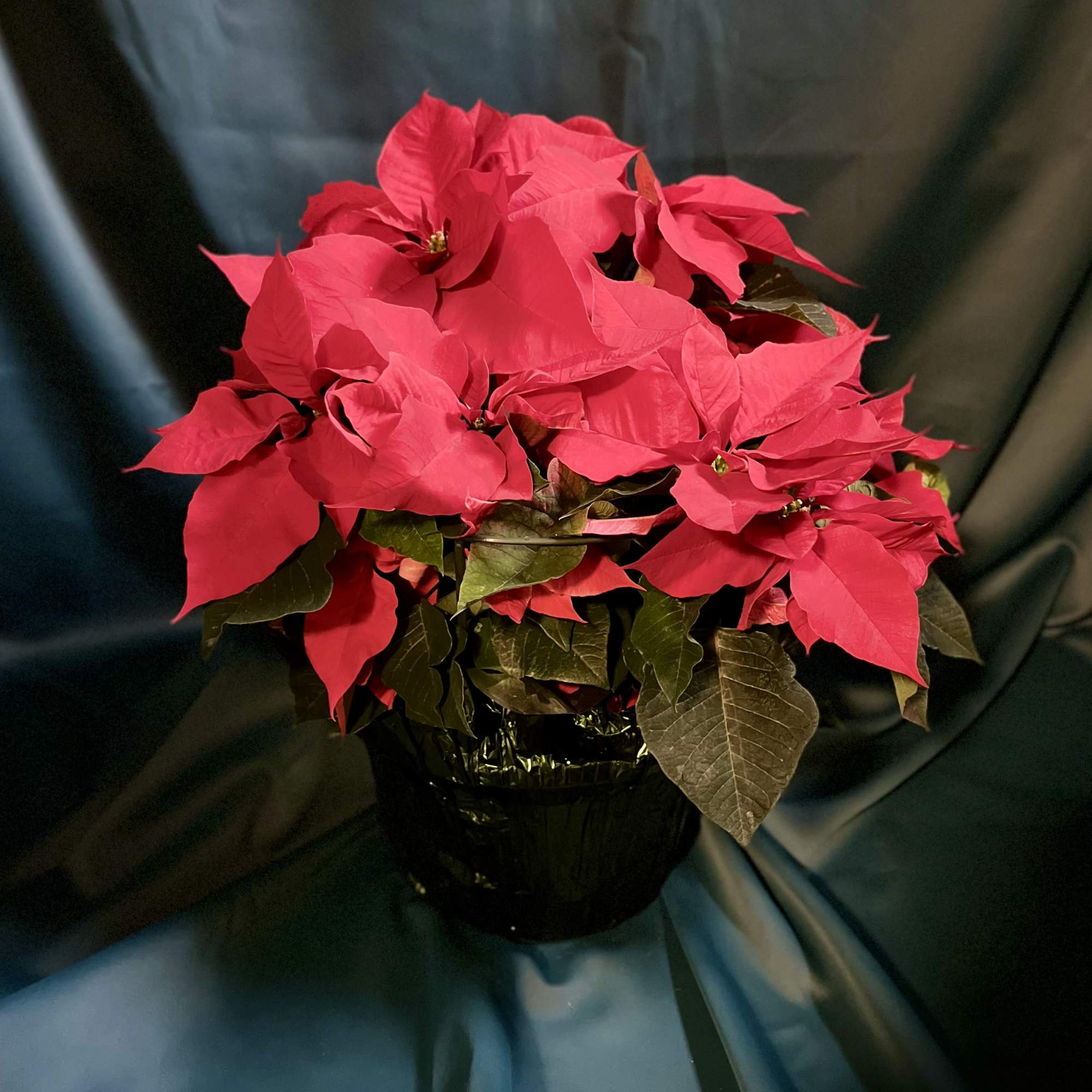 Bringing the vibrant spirit of the season home with these stunning poinsettias!