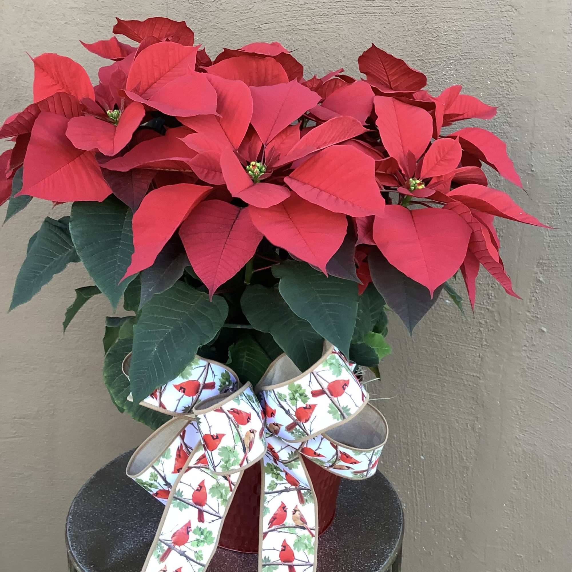 Celebrate a Christmas tradition with a stunning large red poinsettia 