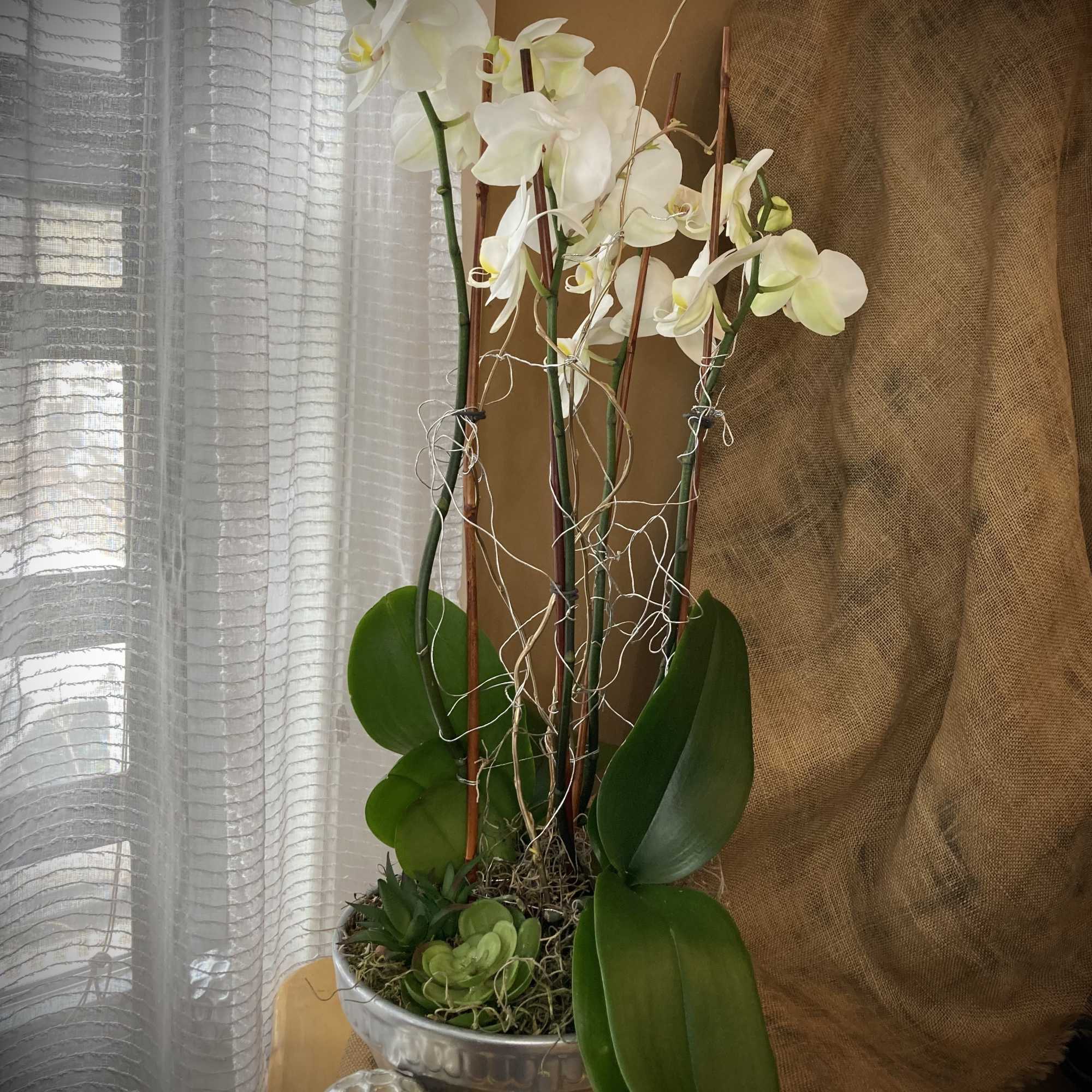 The beauty and elegance of white orchids makes this simple, yet grand