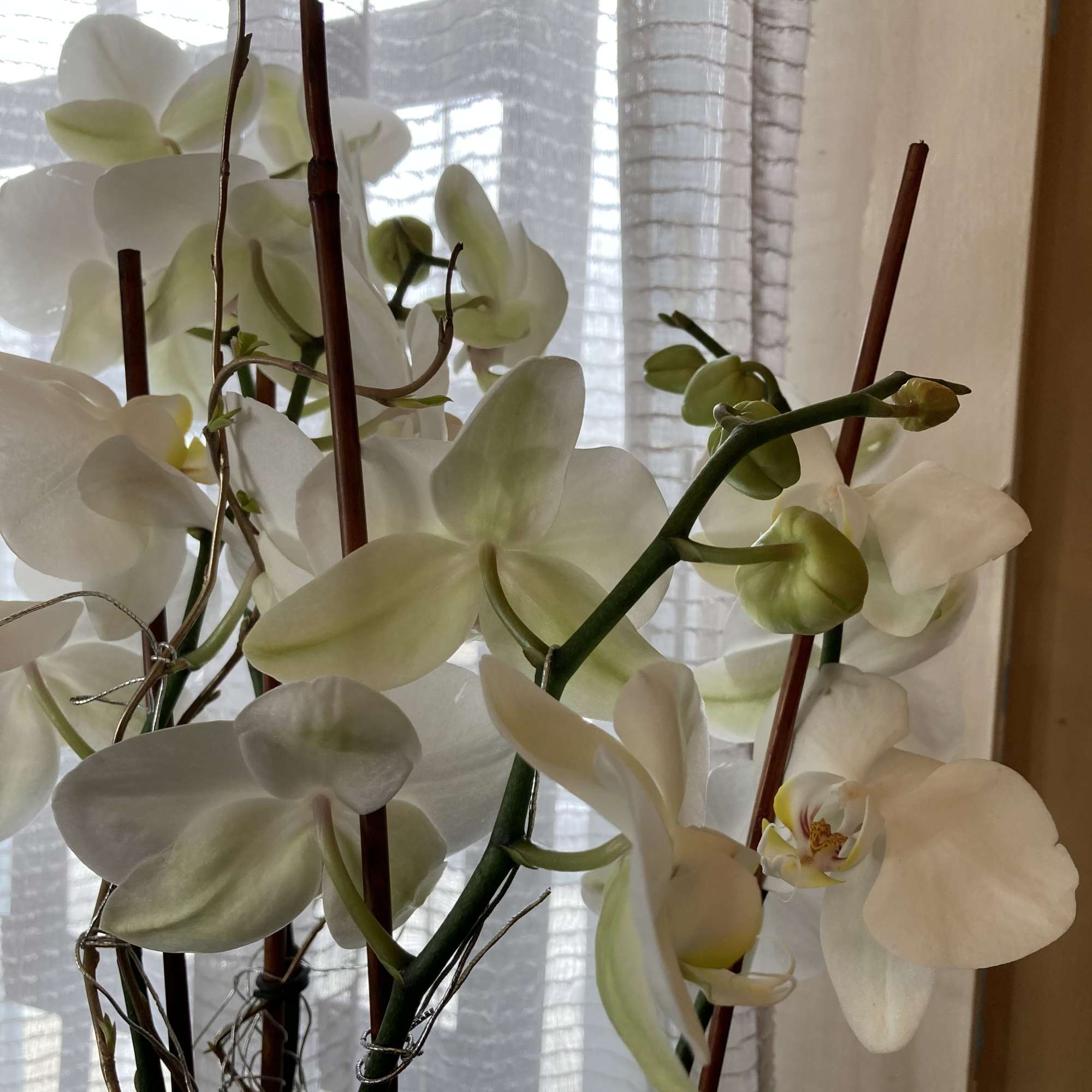 The beauty and elegance of white orchids makes this simple, yet grand