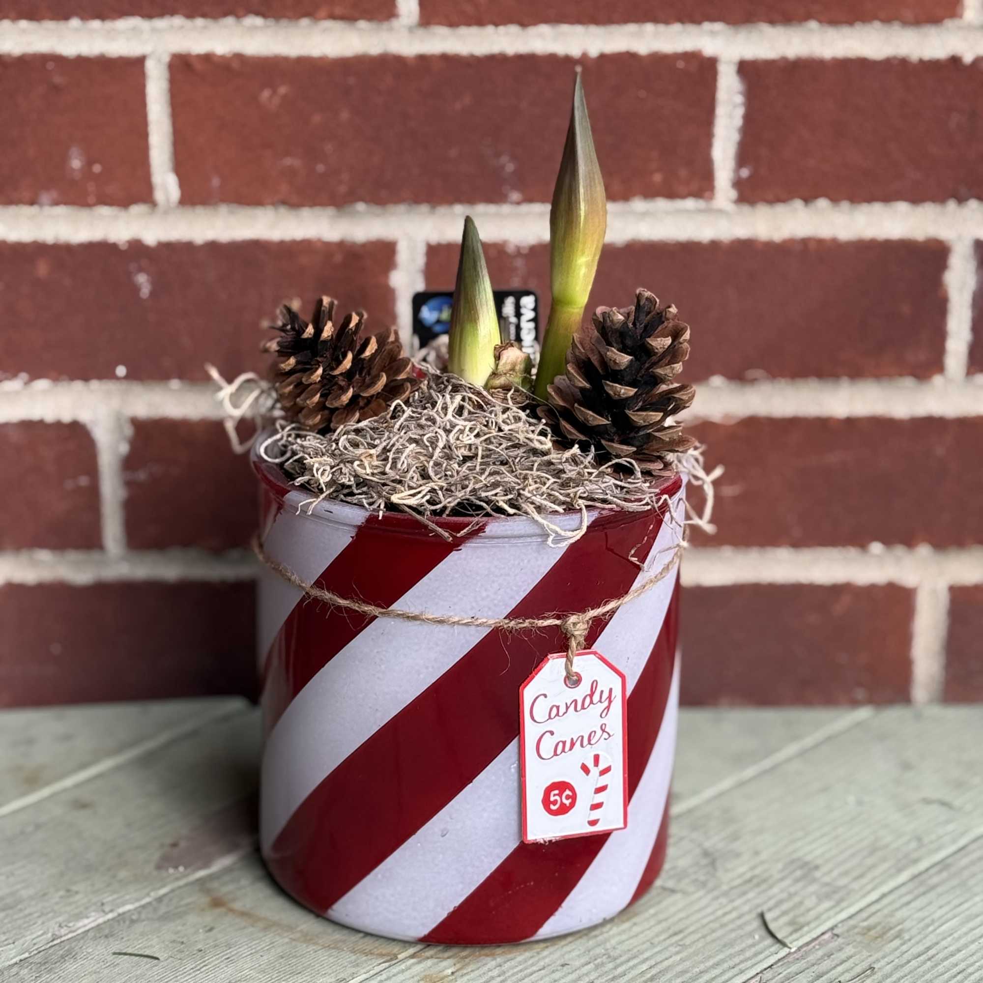 Send tidings of comfort and joy with a loving and living gift